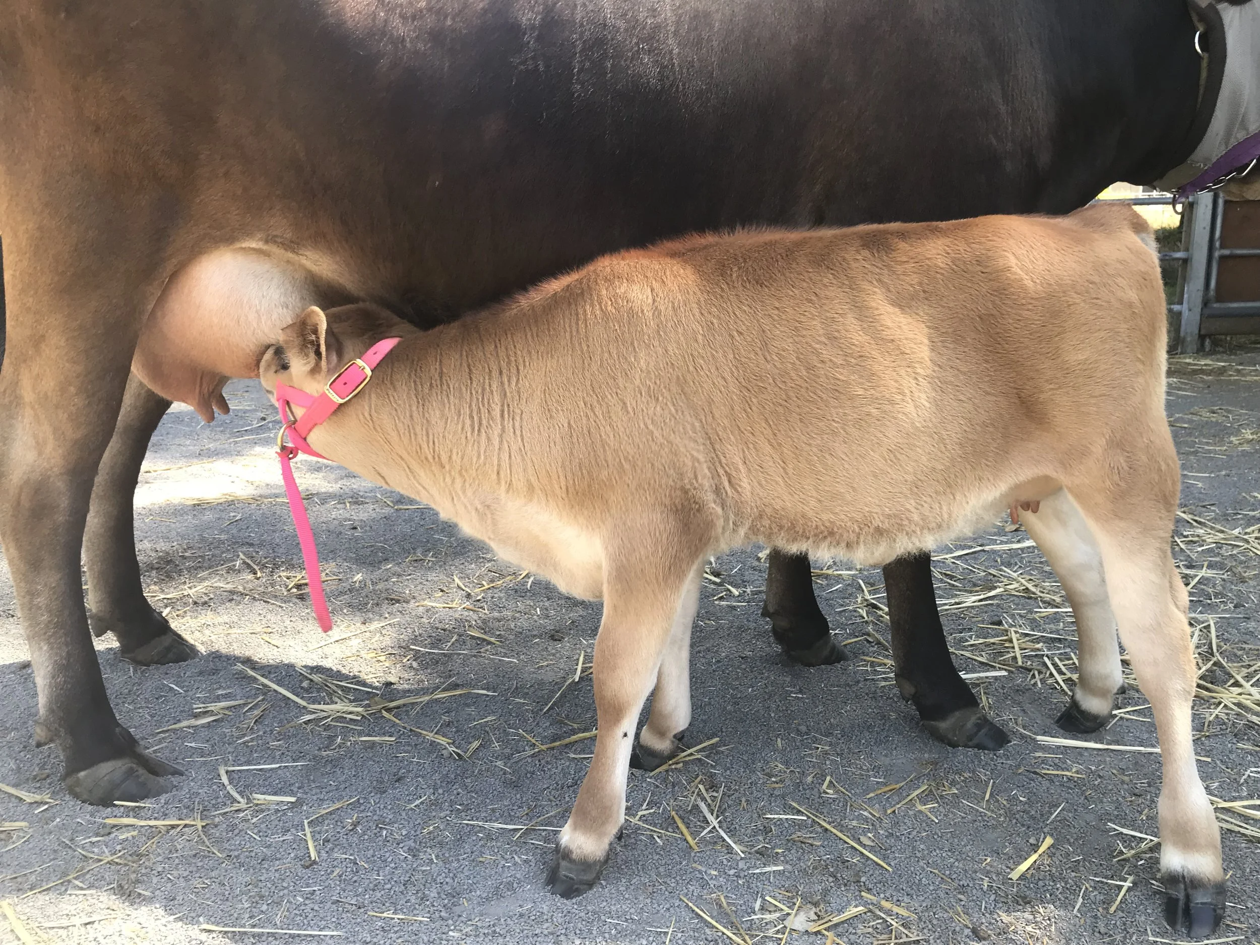 Since she learned to nurse, this is where she spends much of her time... At 6 weeks, she's looking very grown up and pretty in pink!