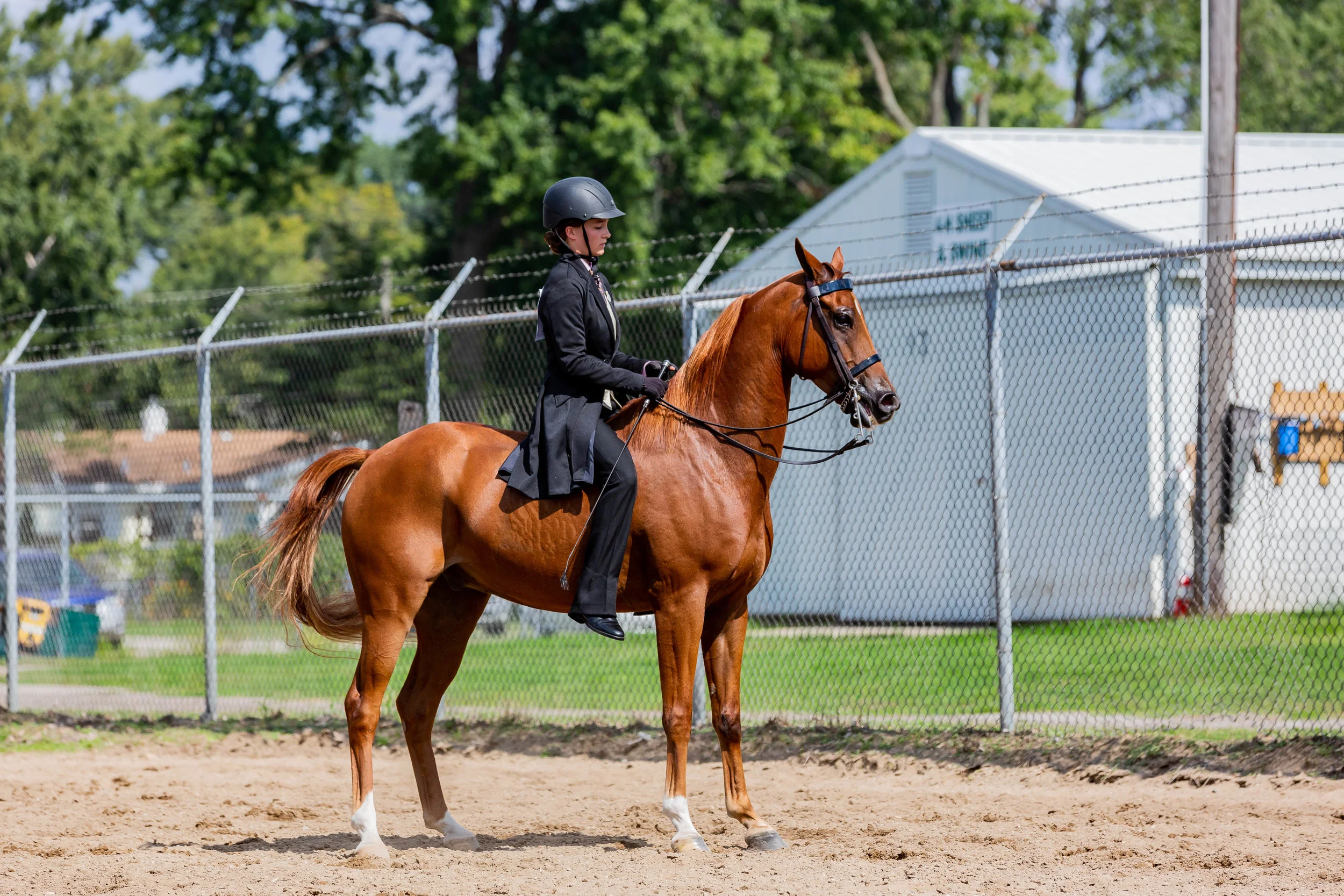 Andrea Horse (33 of 39).jpg