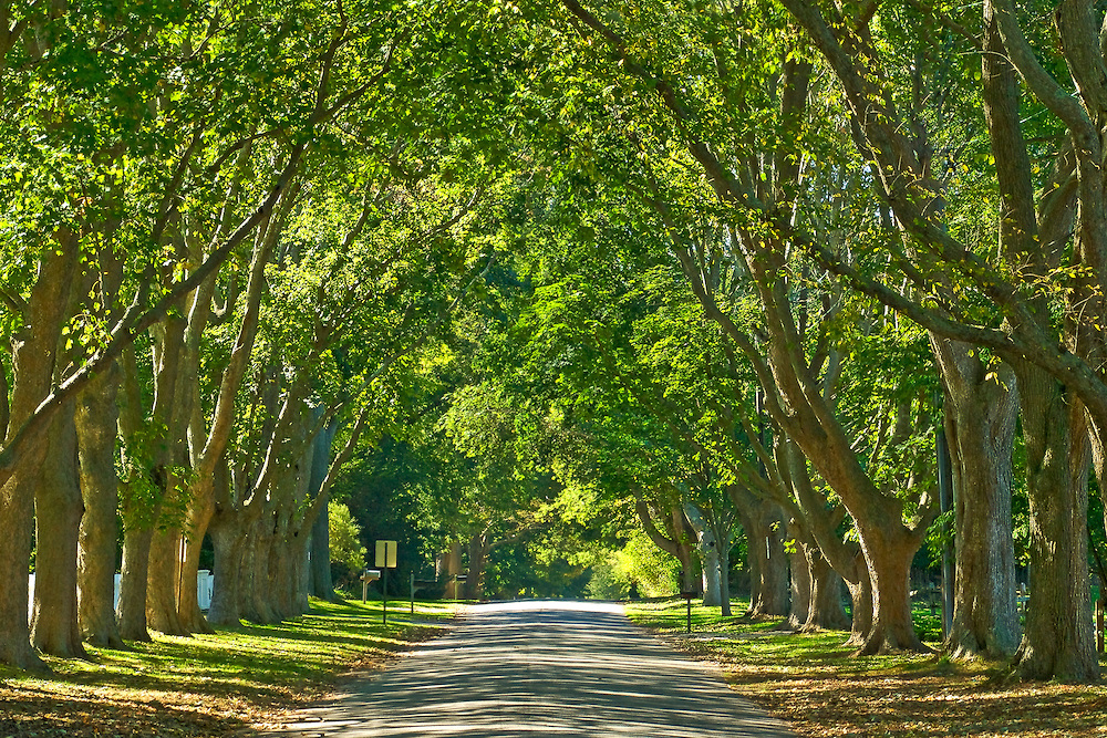 Trees.jpg