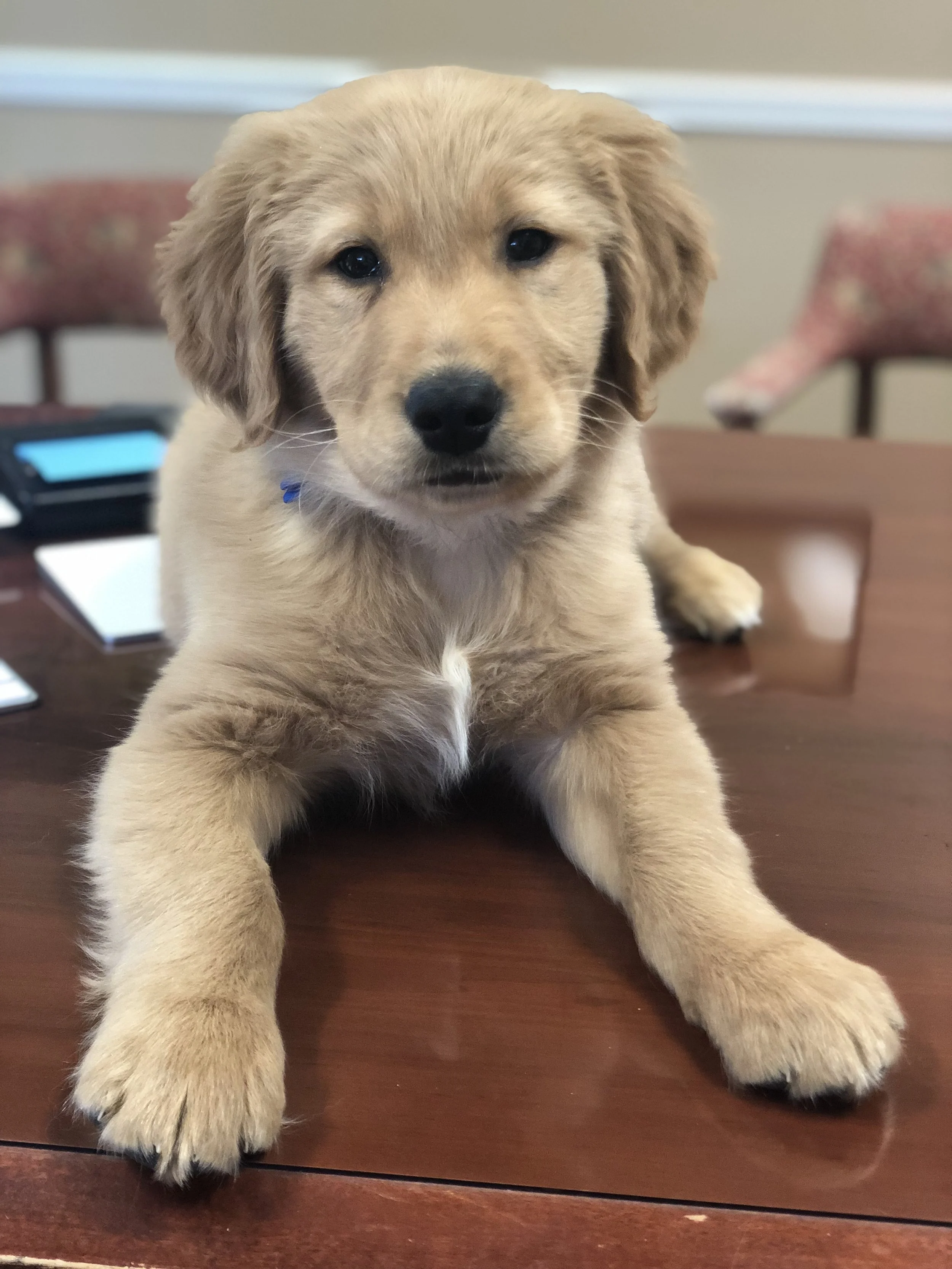 “Pawsgraf” or Paws as he is known helps me daily in my practice of law.