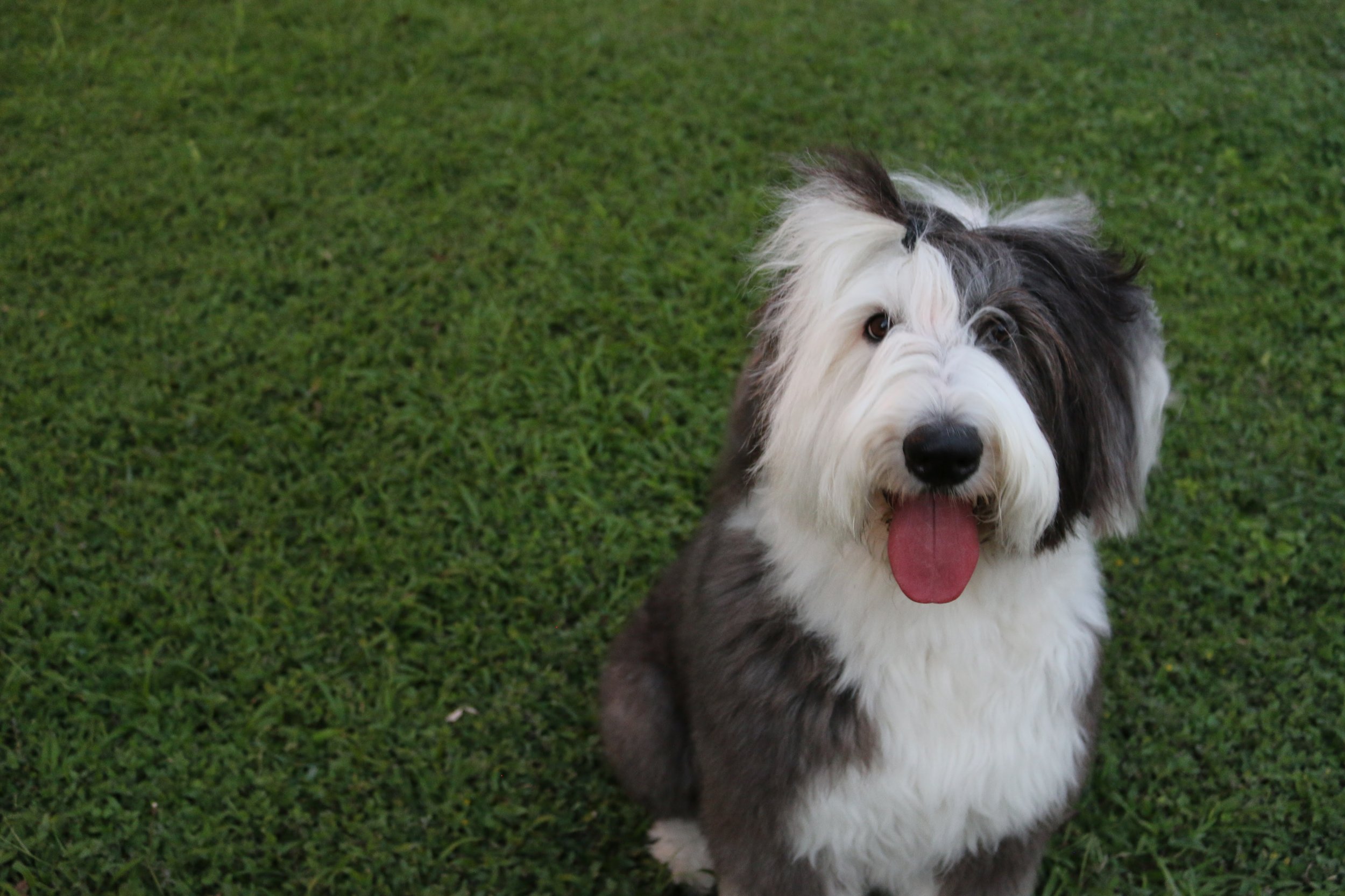 Vicky the Sheepdog