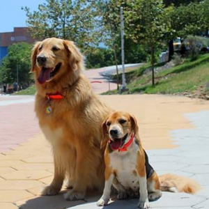 Sunny Golden Retriever & Demi Beagle