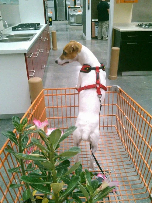 Se Permiten Perros En Home Depot 2021
