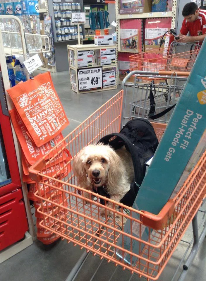 Home Depot — México PetFriendly