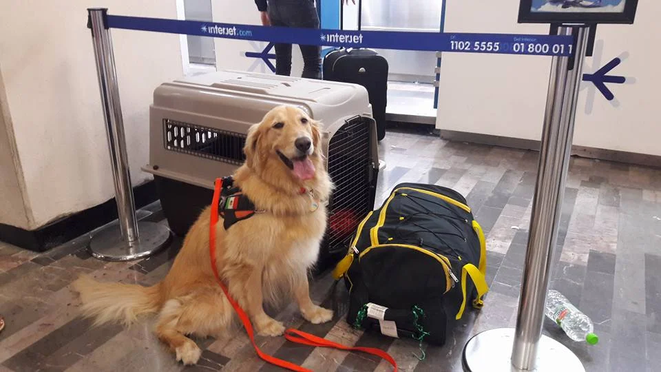 Sunny, the Thunder Retriever , y Demi the Beagle antes de subir al avión.