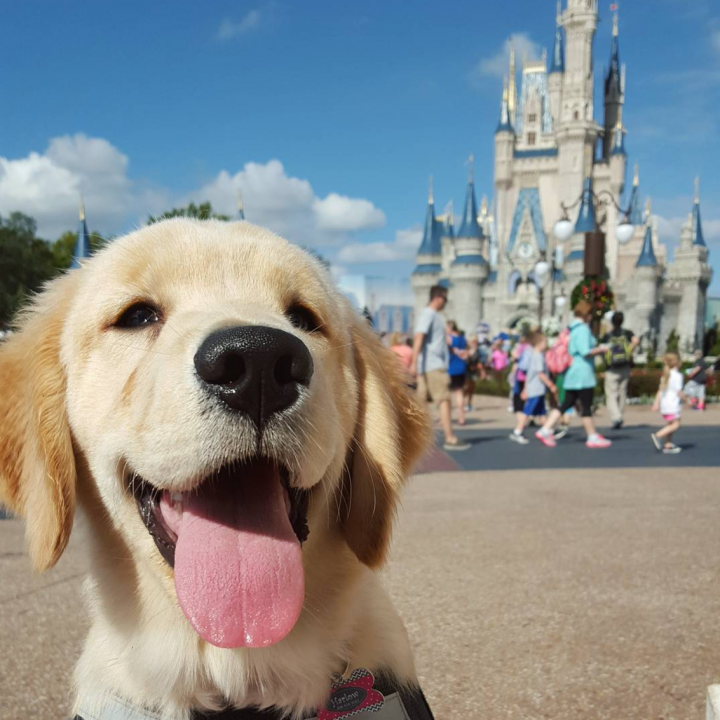 Disney World Pet Friendly — México PetFriendly