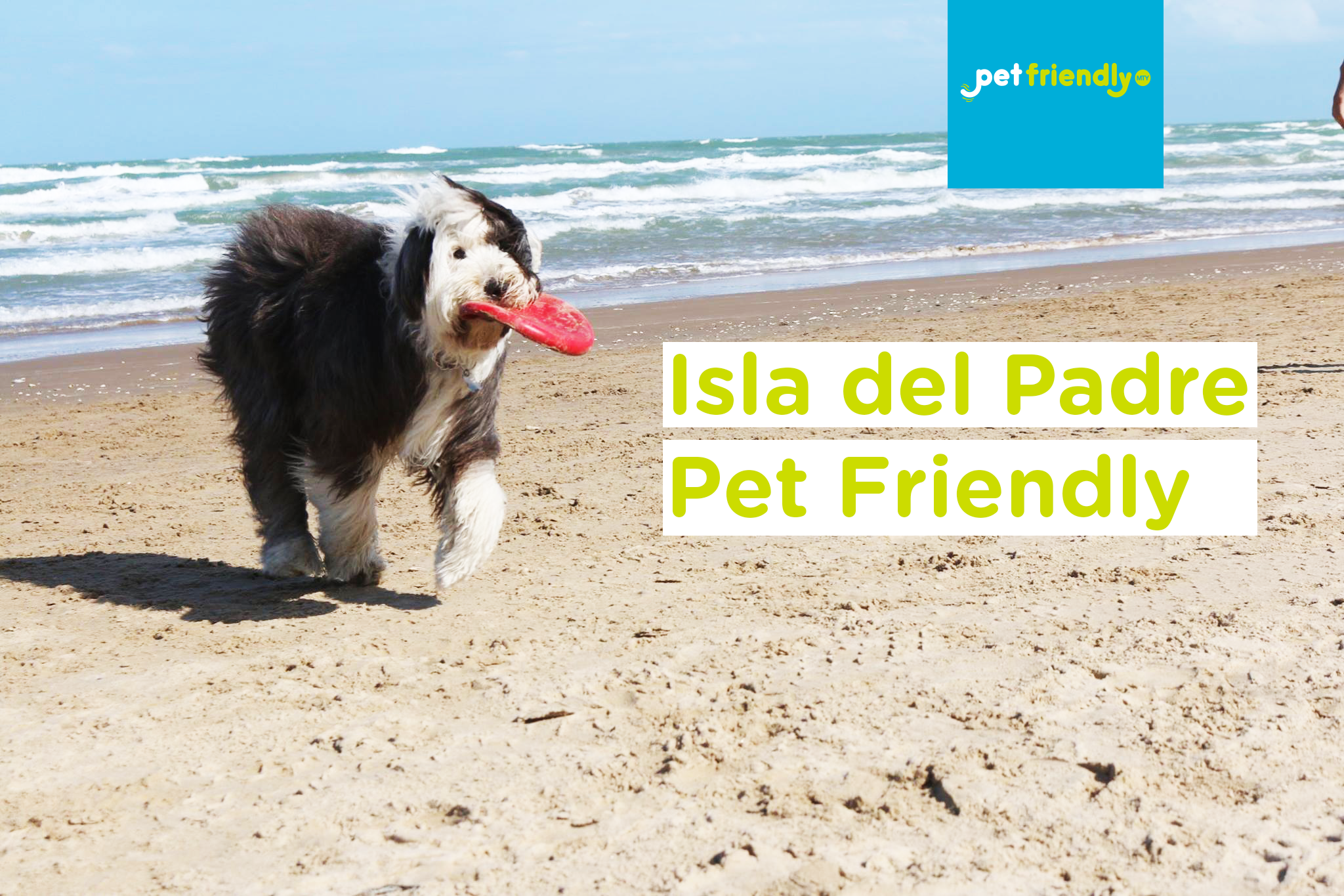 Isla del Padre Texas, con Vicky The Sheepdog — México Pet-Friendly
