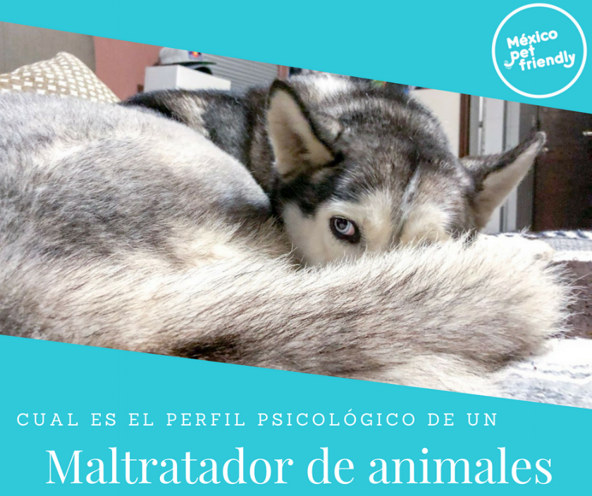 Cual es el perfil psicológico de un maltratador de animales? — México  Pet-Friendly