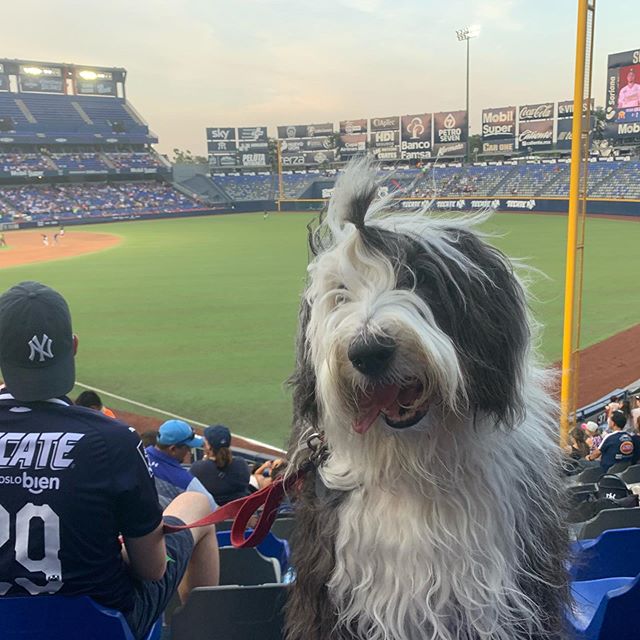 #VickyTheSheepdog por primera vez en el estadio, tuvimos una &aacute;rea exclusiva para #Perros con sombra y jard&iacute;n a menos de 5 metros, fue un d&iacute;a hist&oacute;rico para @mexicopetfriendly pues &eacute;sta es la primera vez que los 🐶 p