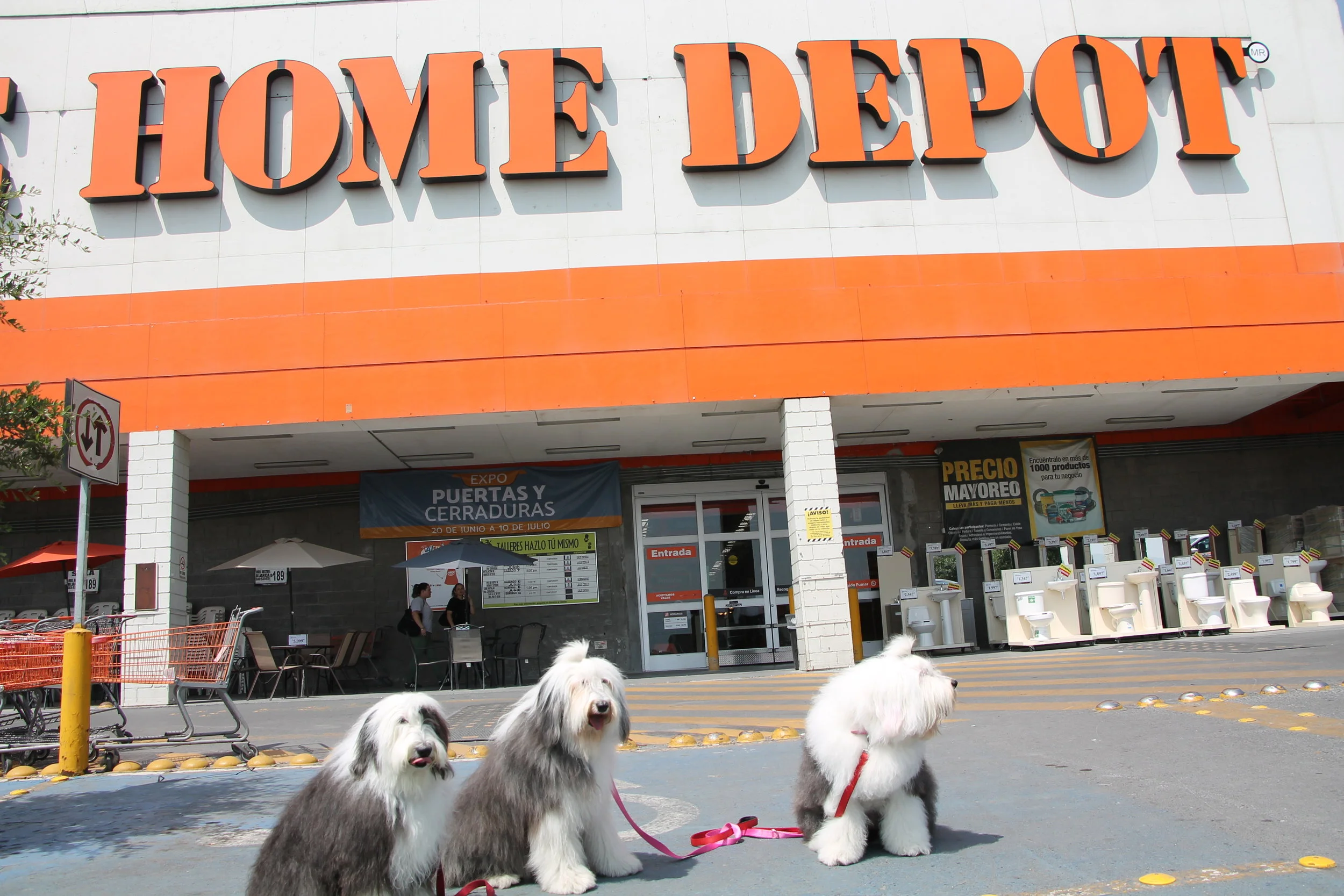 Se Permiten Perros En Home Depot 2021