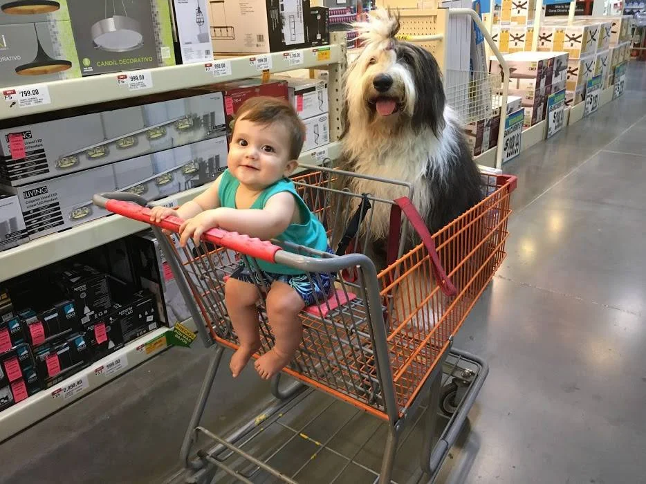 THD Vickythesheepdog2.jpg