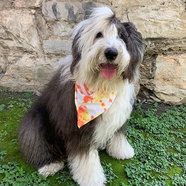 &iquest;Quieres una bandana como la de #vickythesheepdog ? La puedes hacer t&uacute; mismo es muy f&aacute;cil, acomp&aacute;&ntilde;anos en el pr&oacute;ximo evento de Callejero el 11 de agosto en @distritotec para que hagas la bandana de tu 🐶 o 🐱