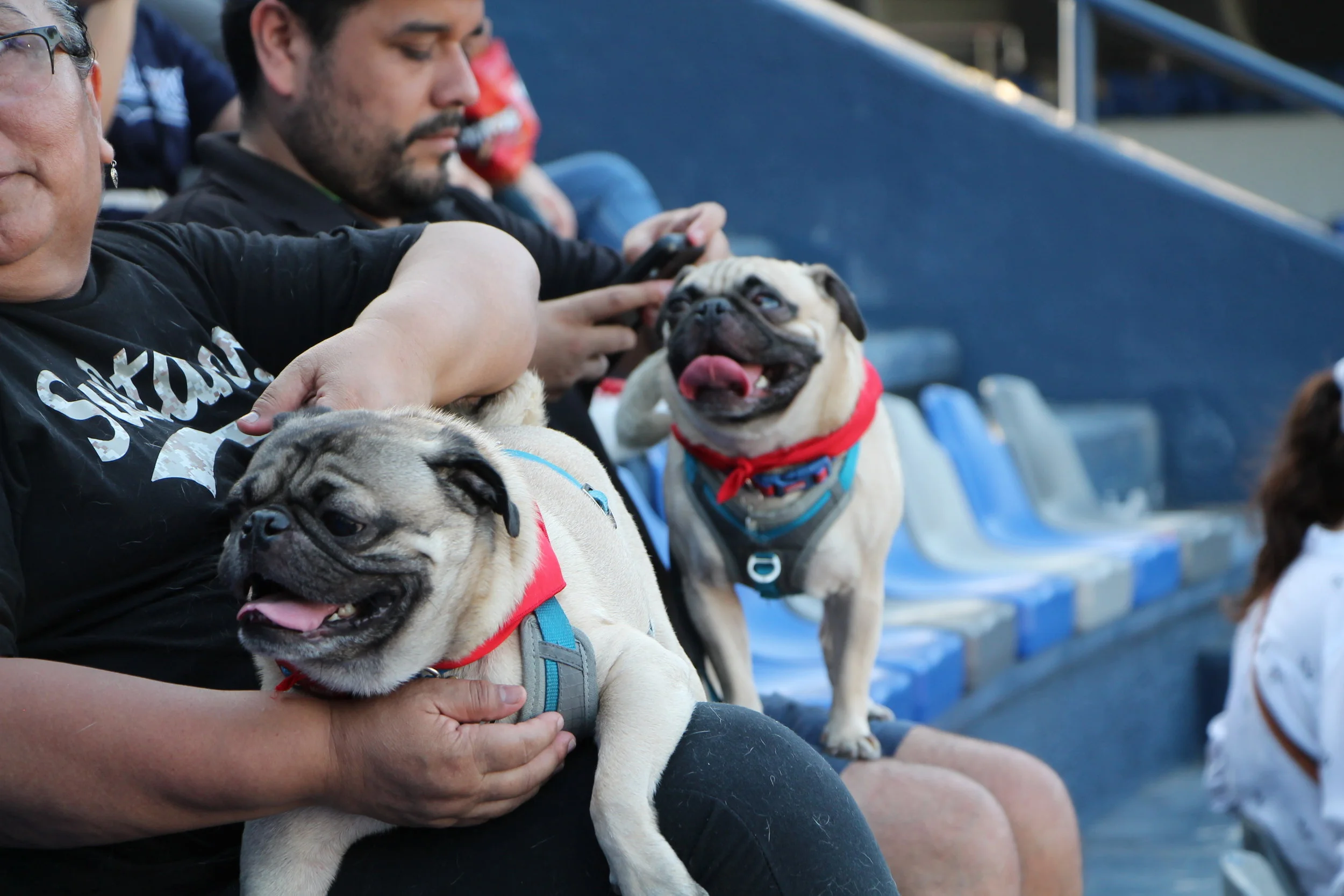 pugs.JPG