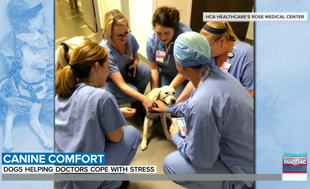 Wynn; El perro de terapia que está visitando hospitales en la pandemia