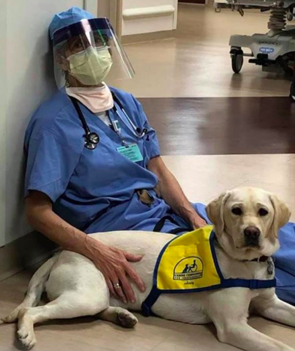 Wynn; El perro de terapia que está visitando hospitales en la pandemia