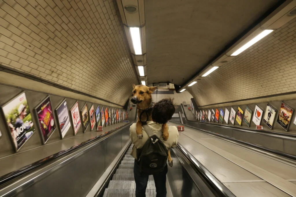 Las escaleras eléctricas son peligrosas para las mascotas