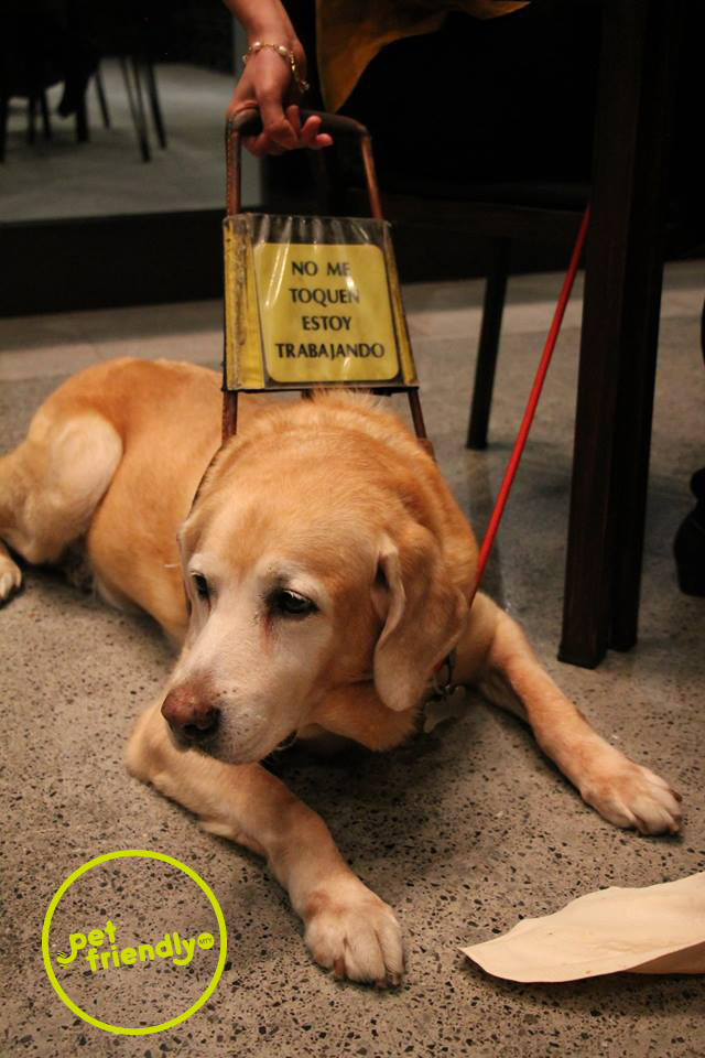 Los perros de servicio en México