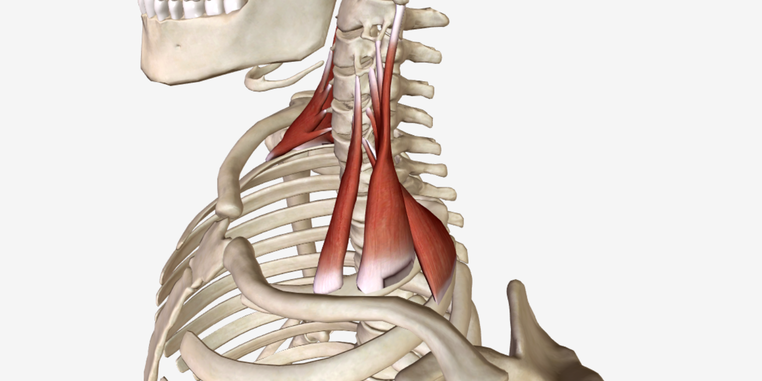 Scalenus anterior мышца. Передняя лестничная мышца шеи анатомия. Лестничные и межпоперечные мышцы. Передние лестничные мышцы шеи анатомия.