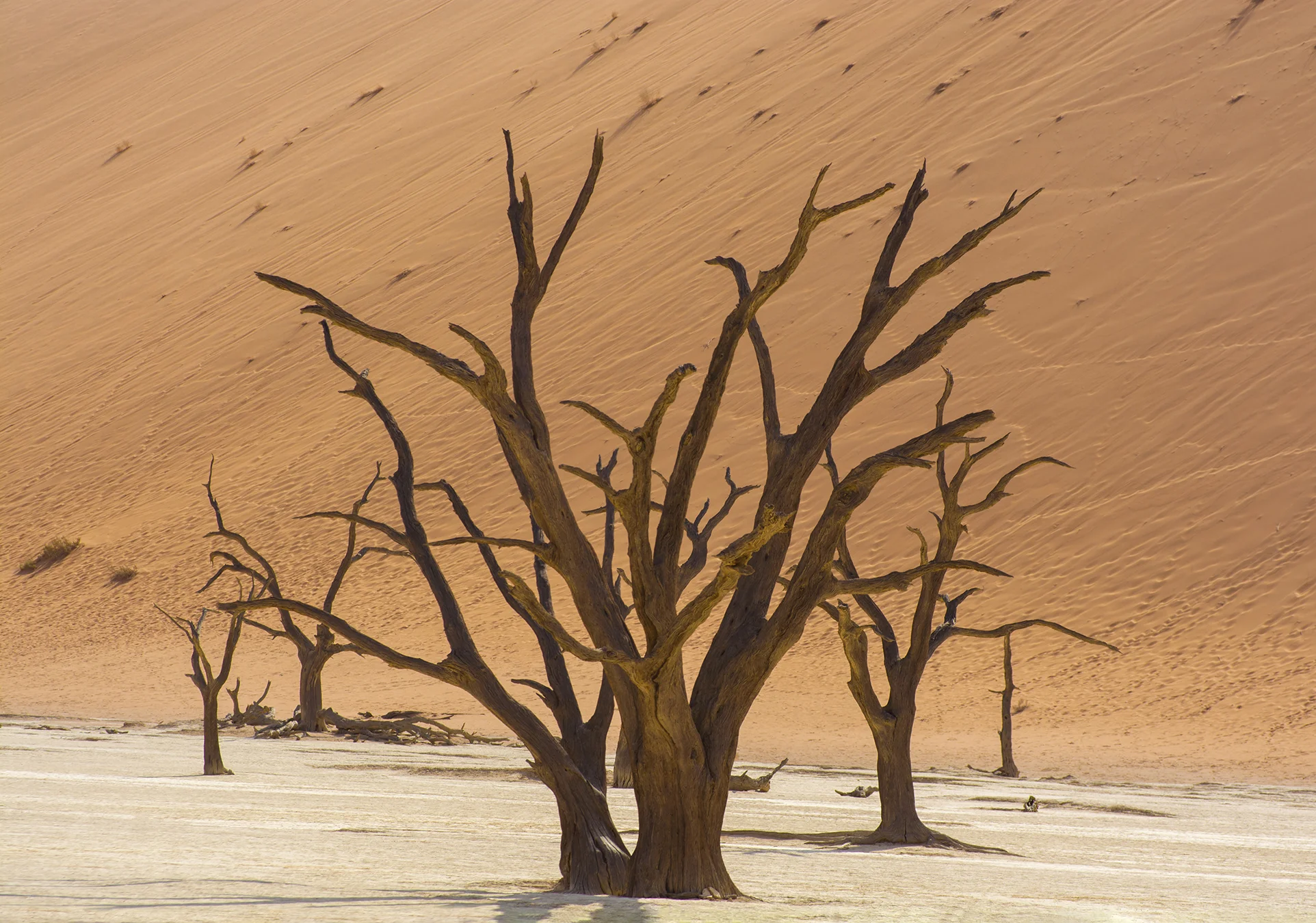 namib tree resized.jpg