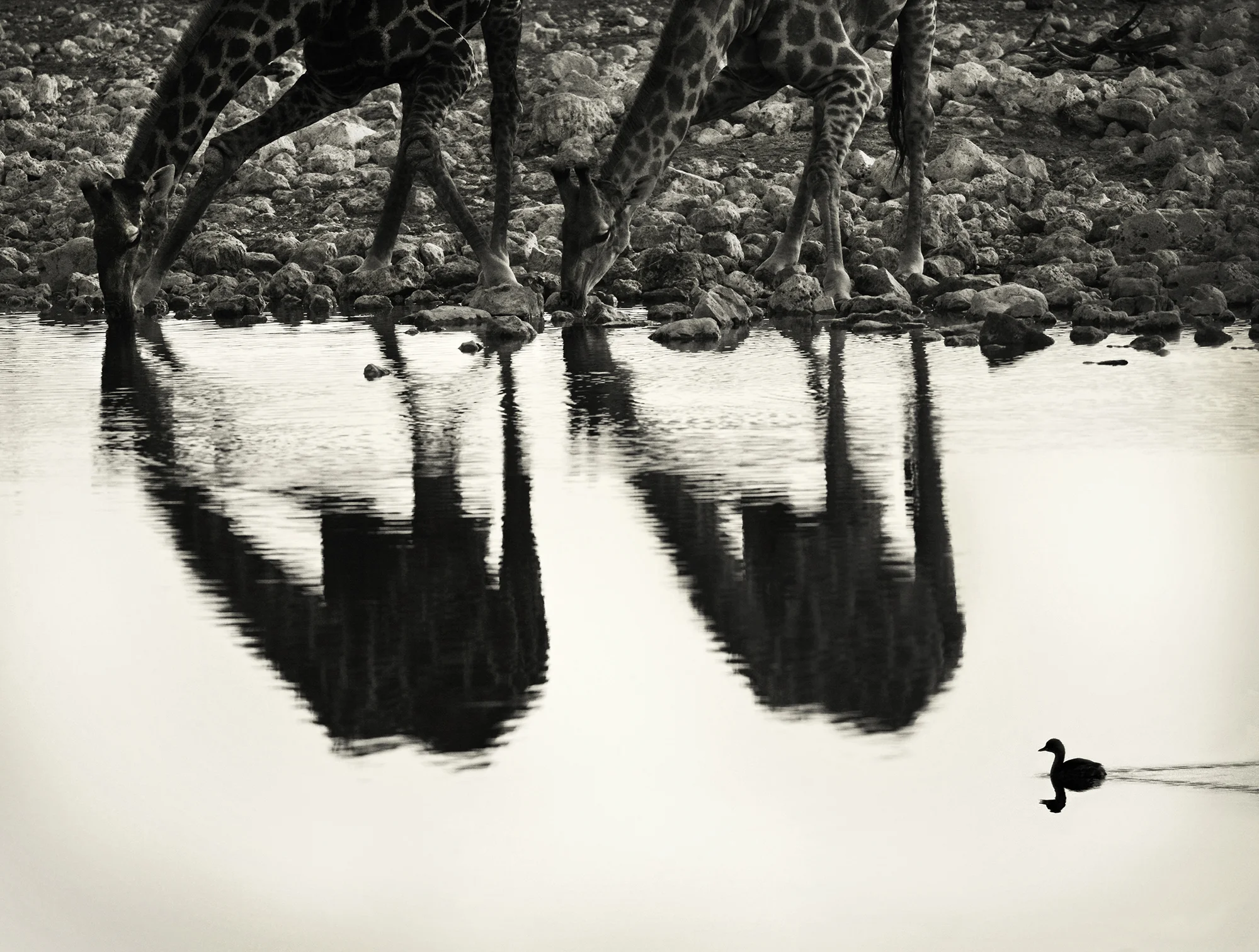 duck and reflection edited more resized.jpg