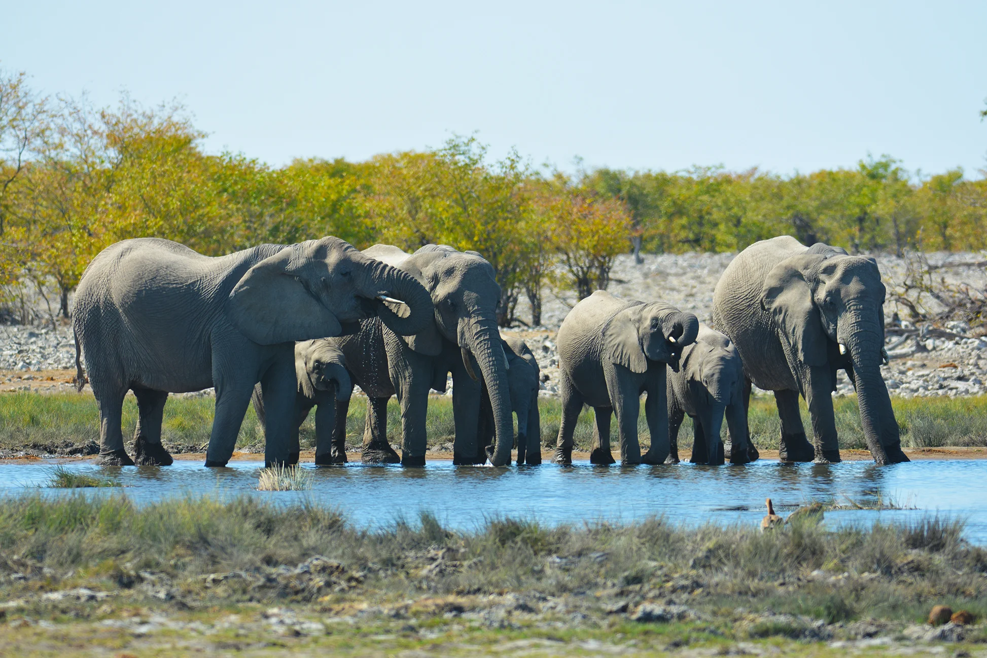 Etosha elephants resized.jpg