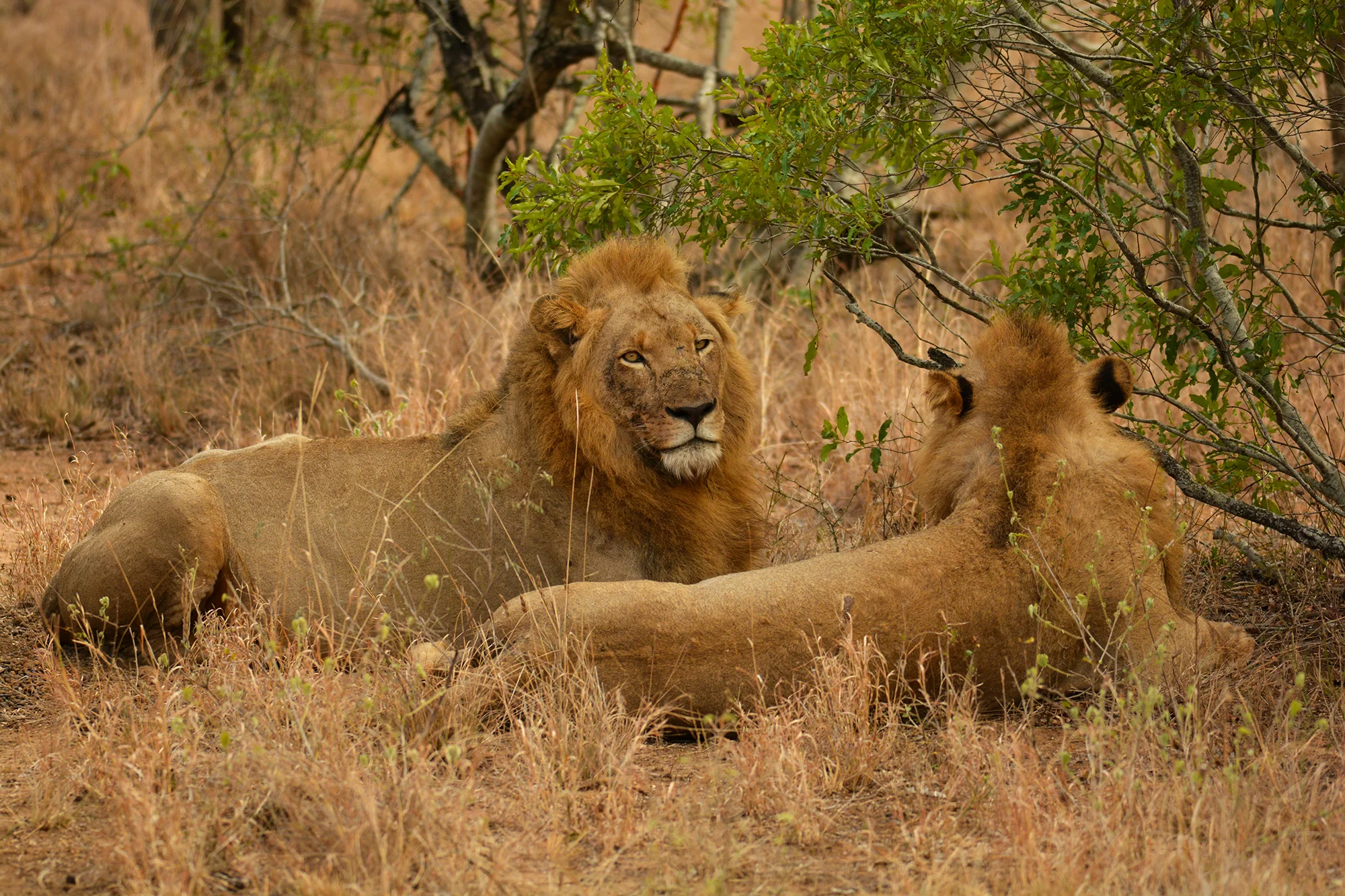 male lions kruger resized.jpg