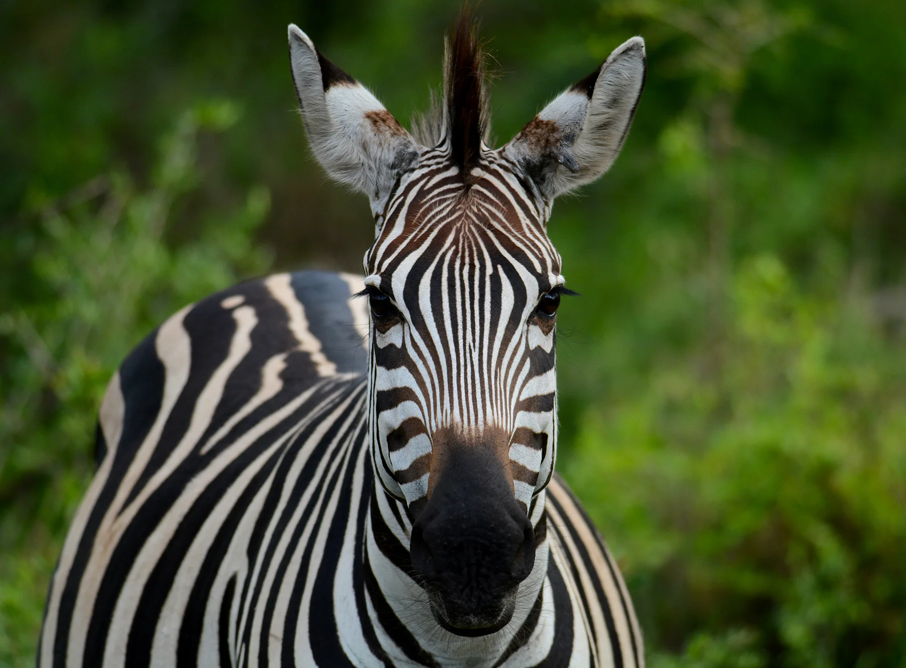 zebra mbouro resized.jpg