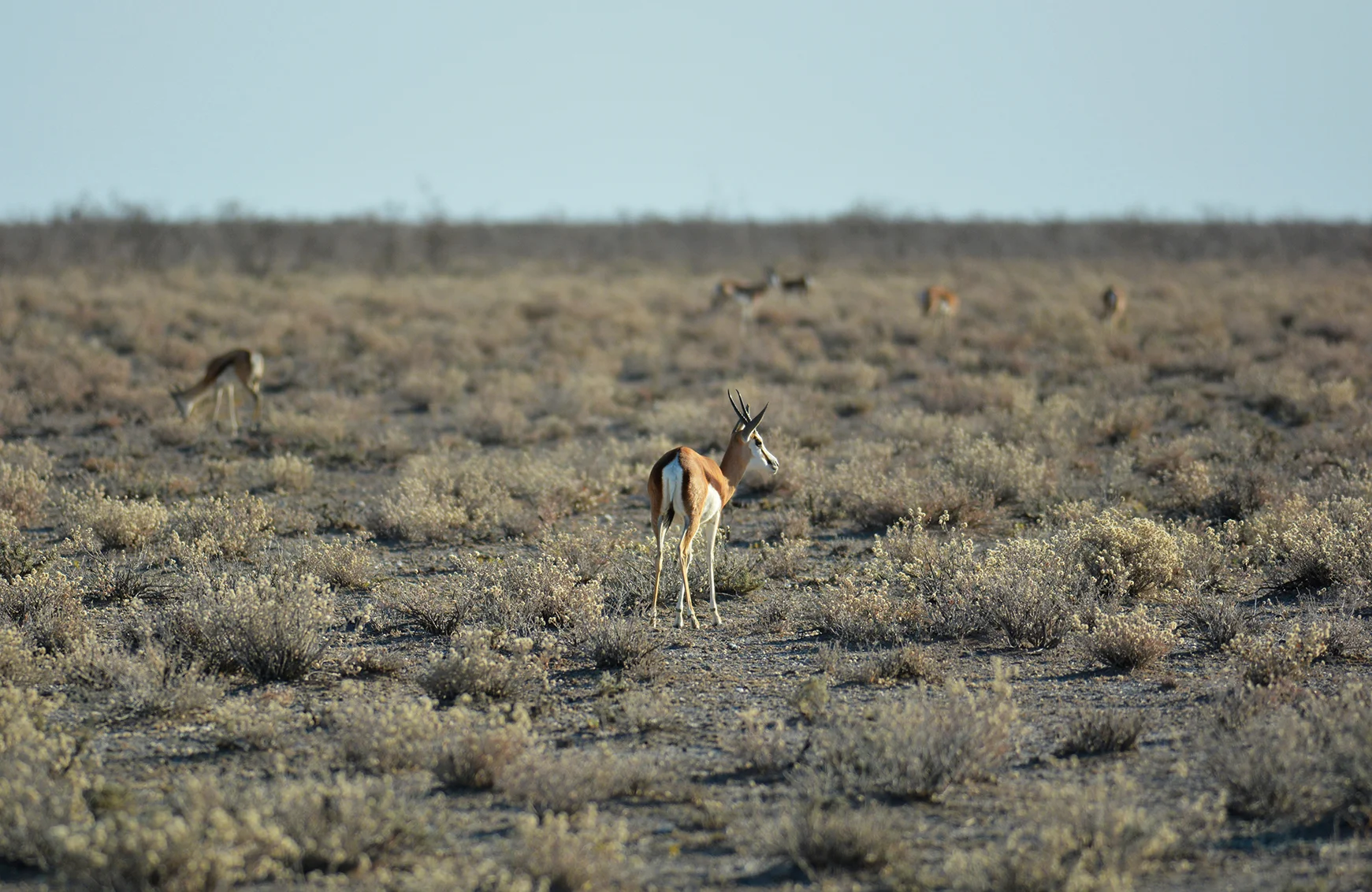 springbok etosha resized.jpg