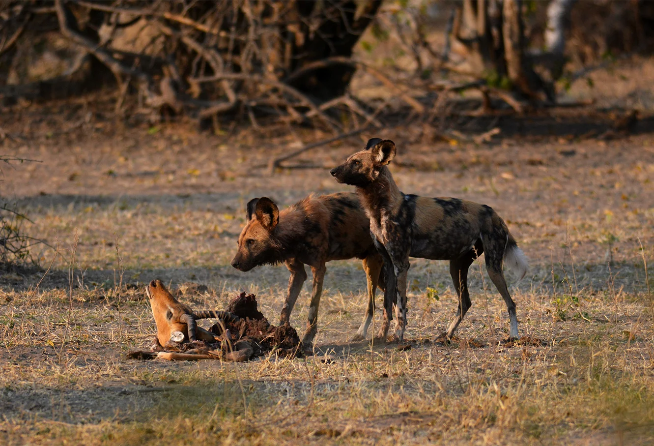 wild dogs chobe resized.jpg
