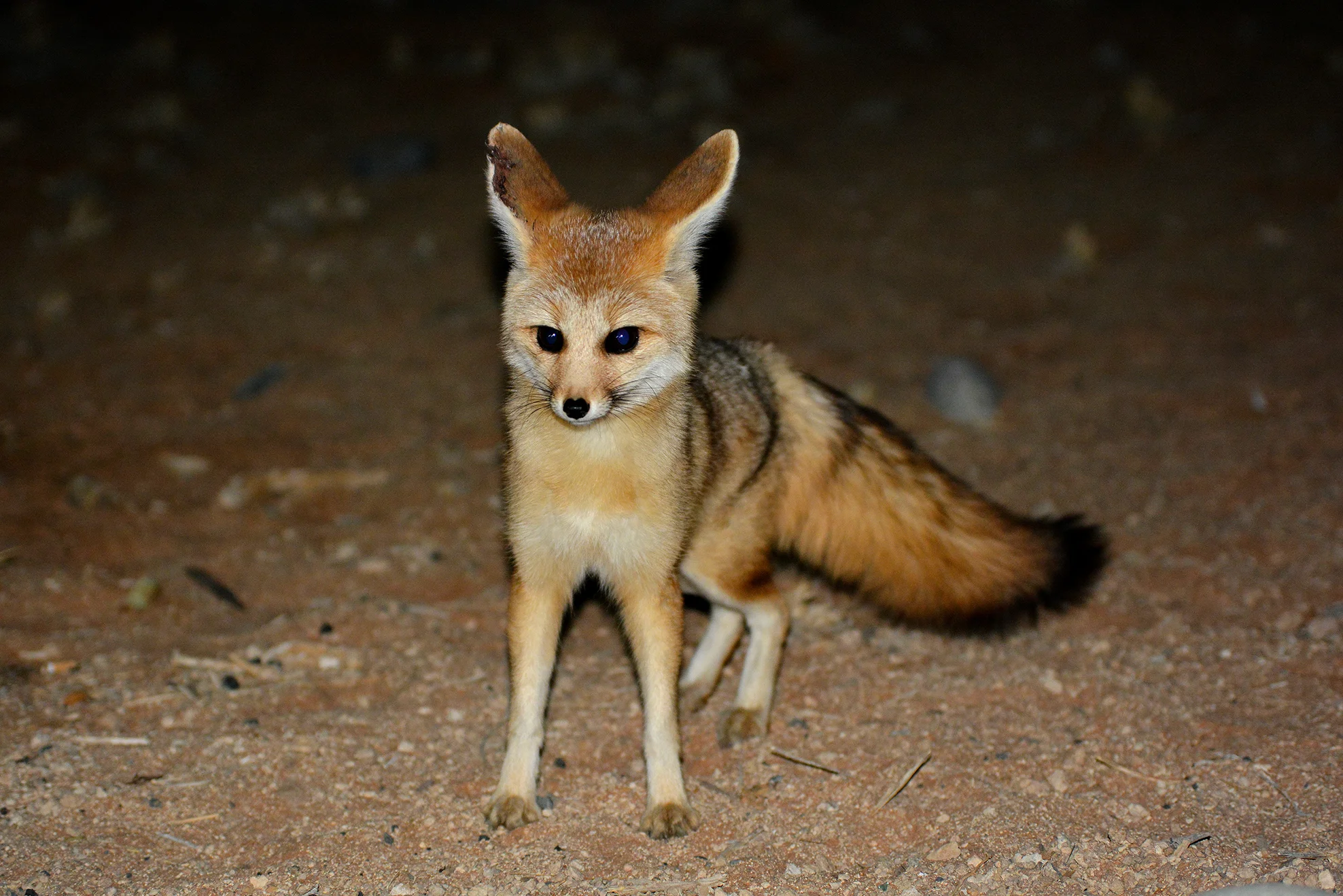 bat eared fox resized.jpg