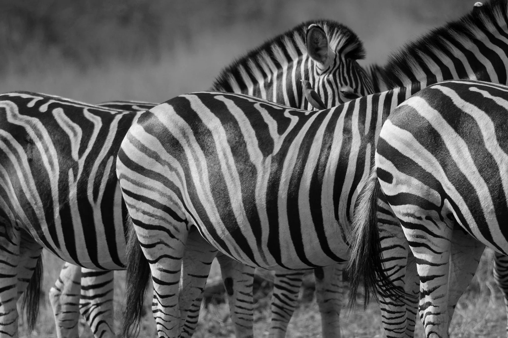 black and white zebras resized.jpg