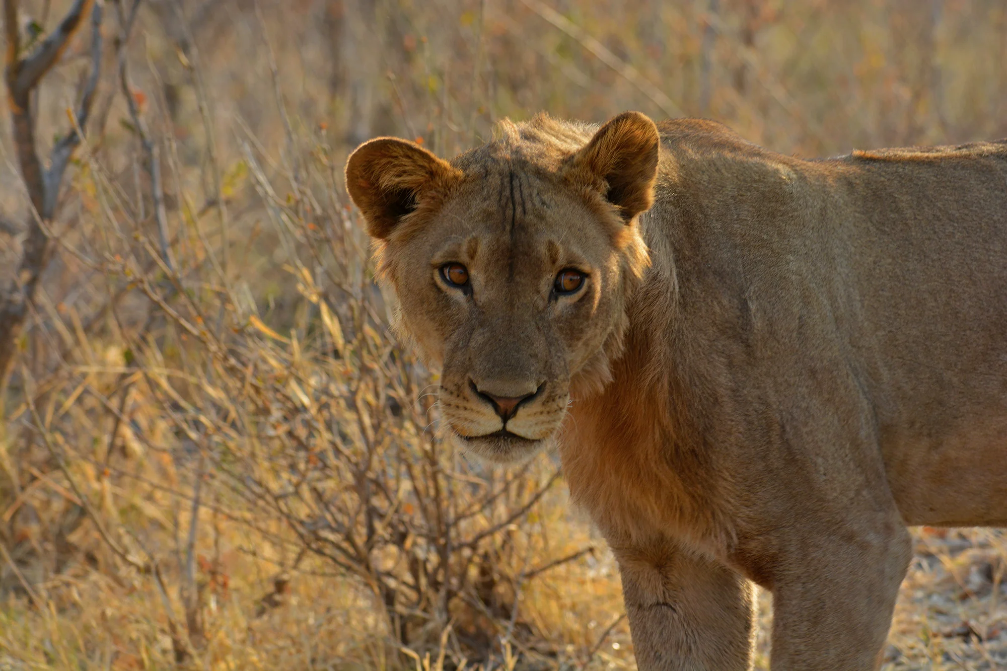 young male lion resized.jpg