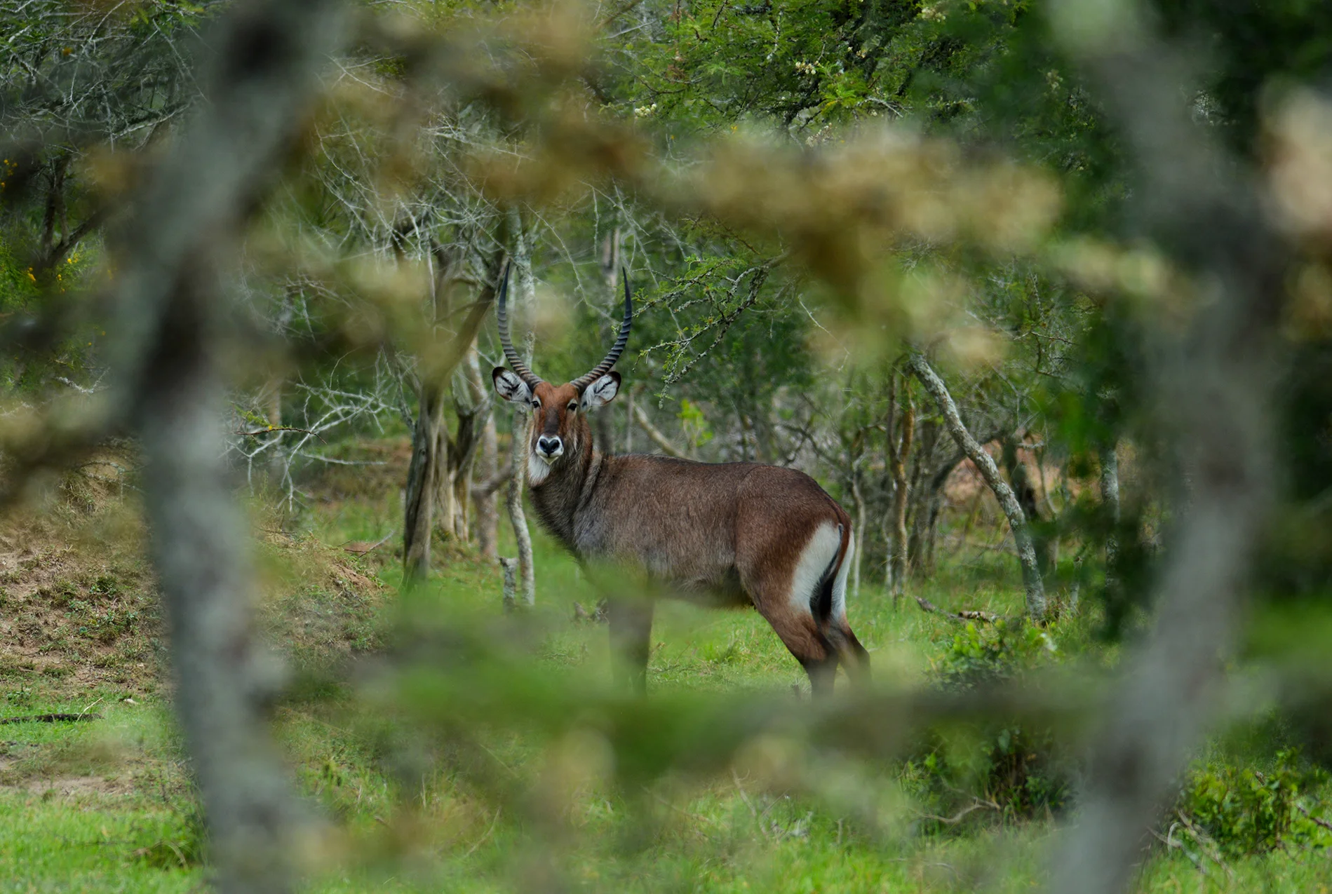 waterbuck frame resized.jpg