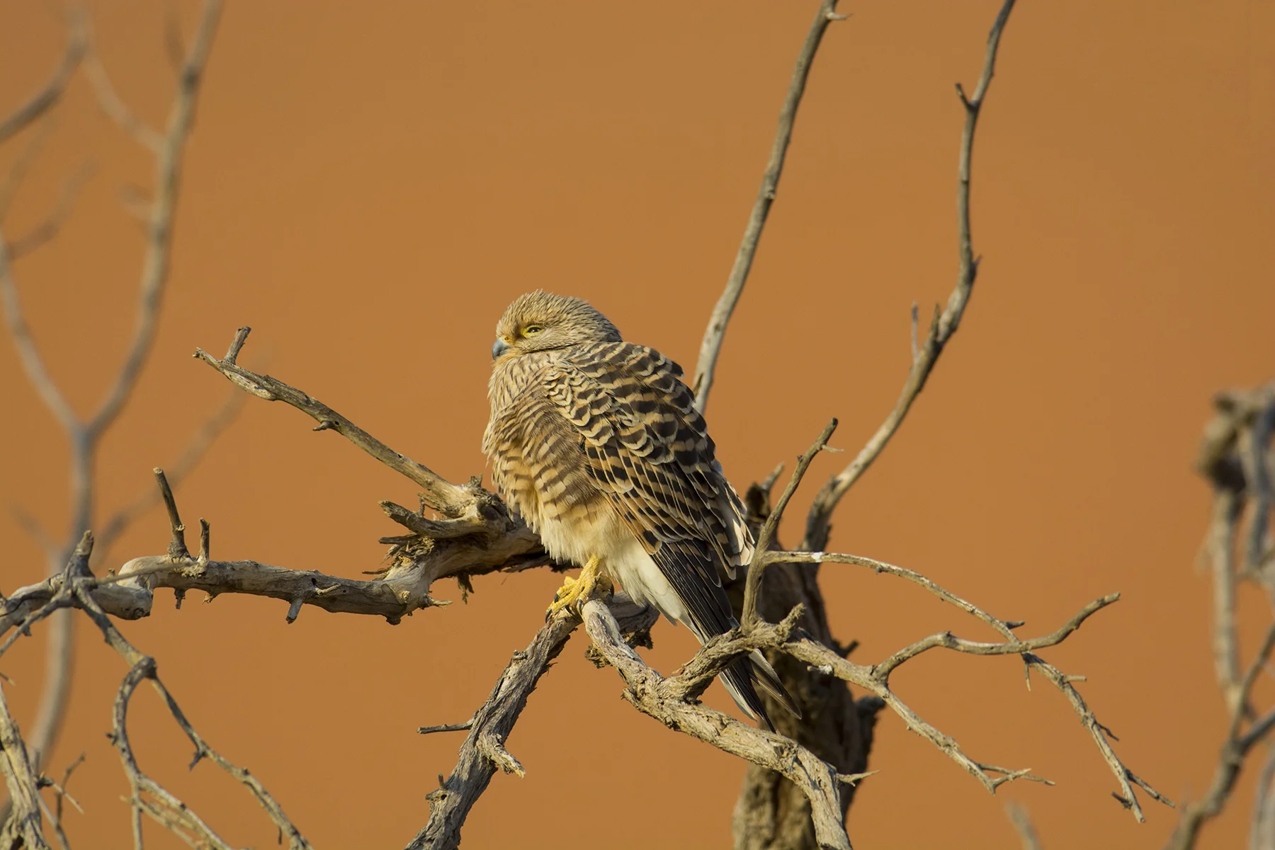 falcon resized.jpg