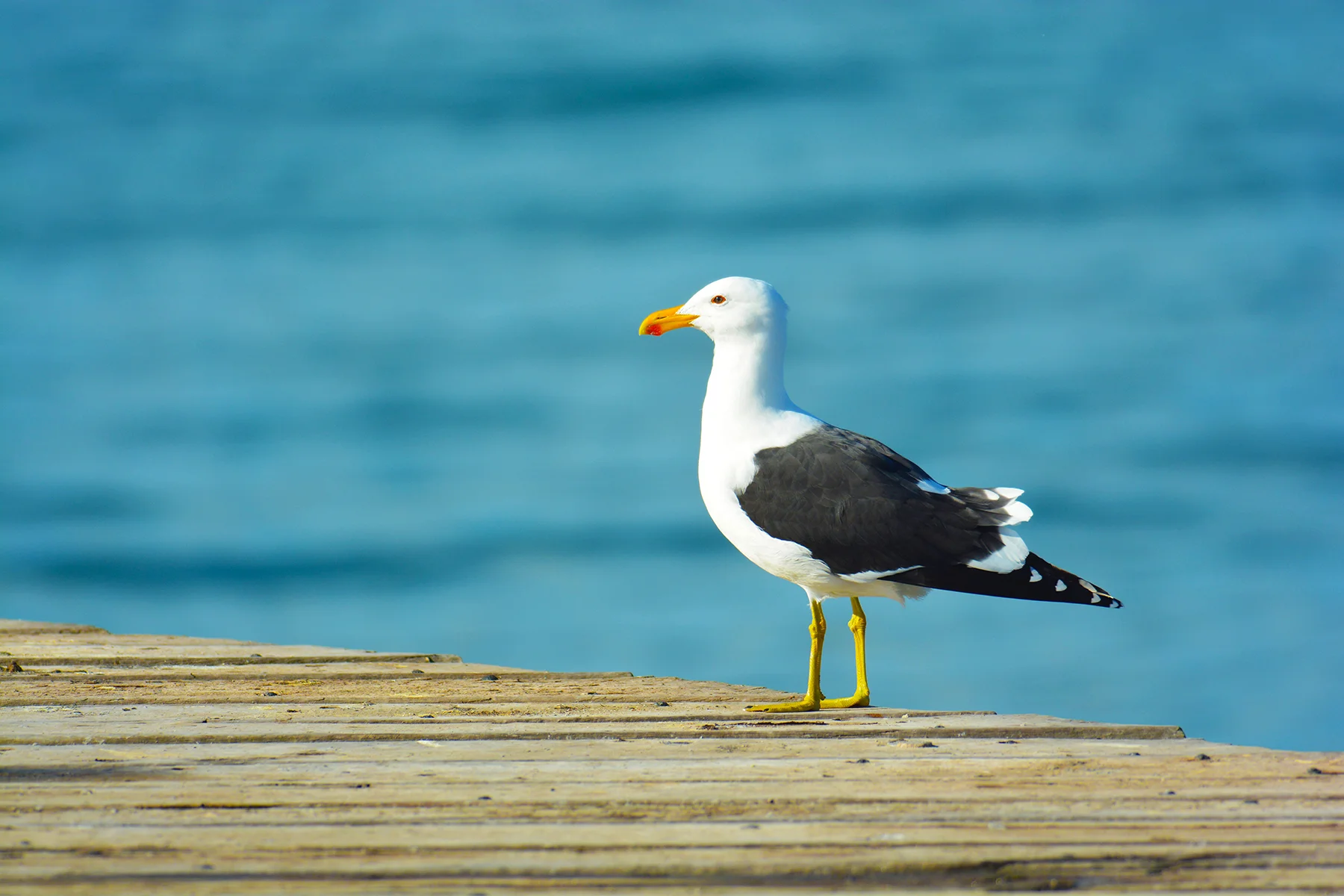 seagull resized.jpg