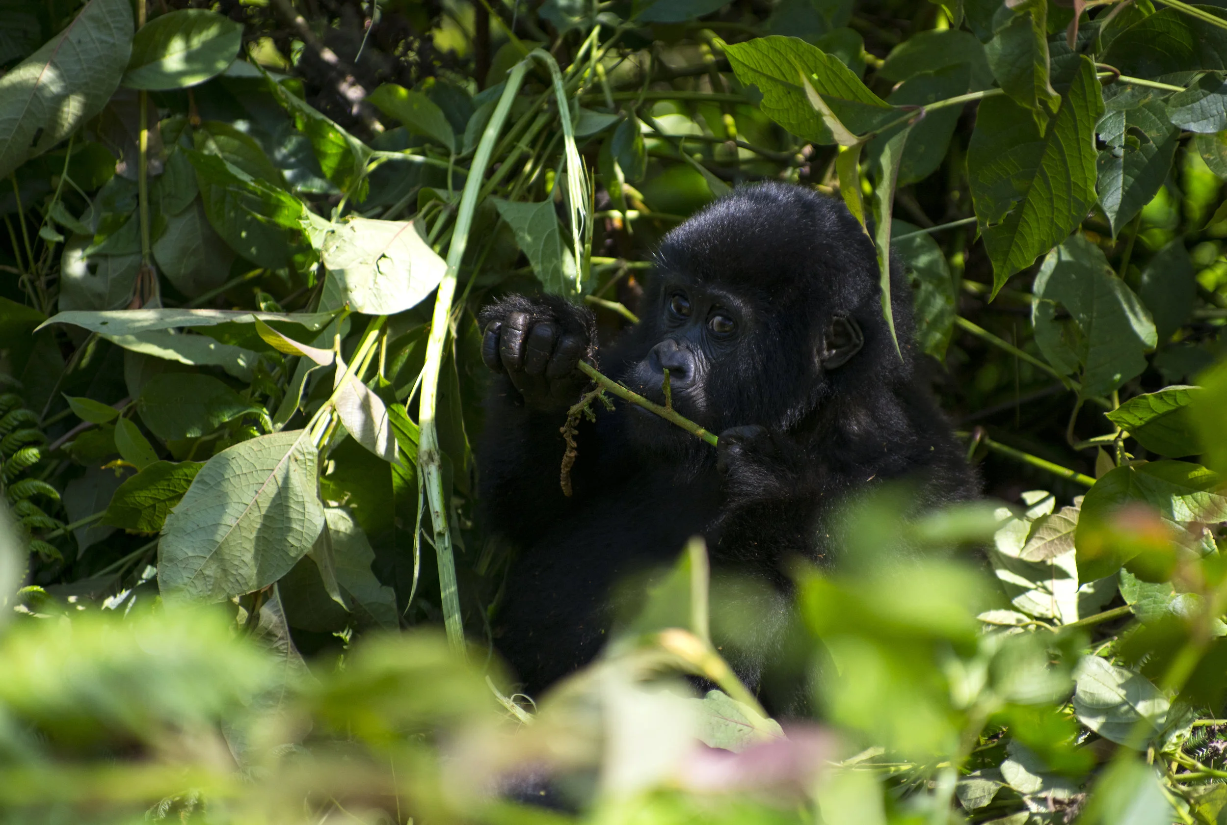 babygorilla.jpg