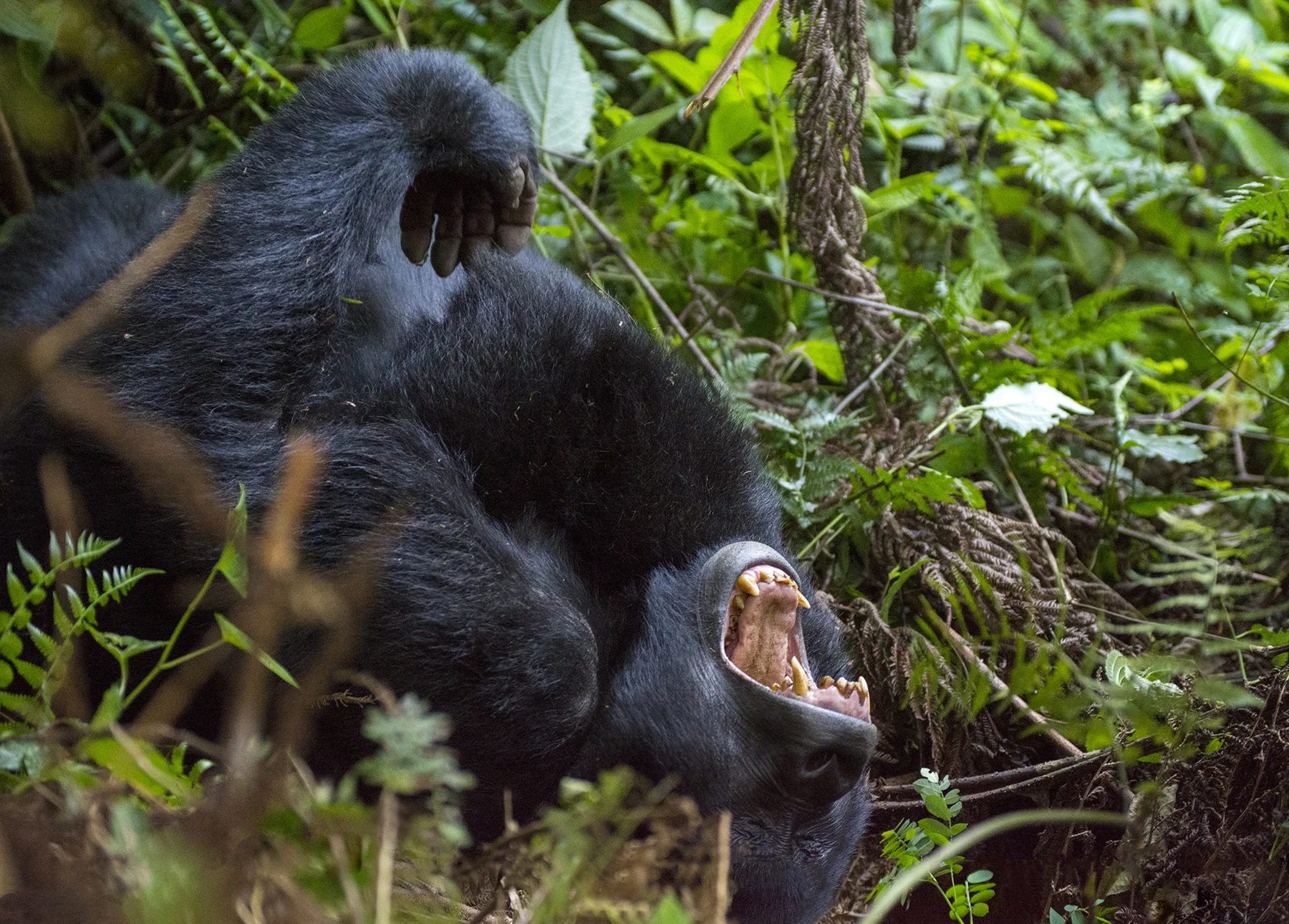 gorrila yawn 2.jpg