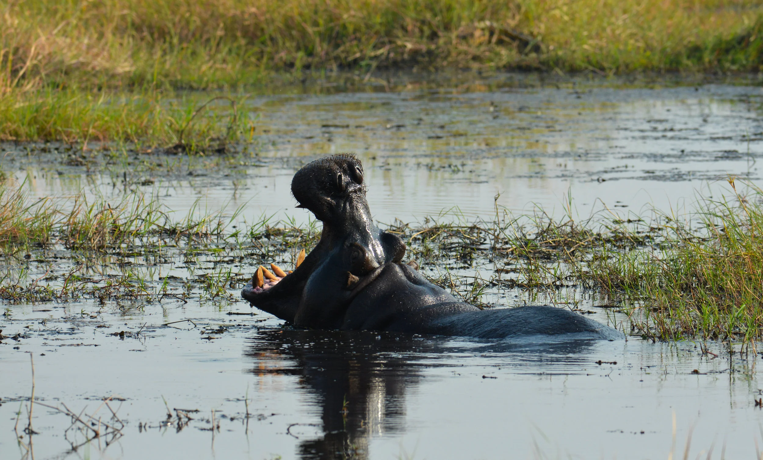 hippo yawn.jpg
