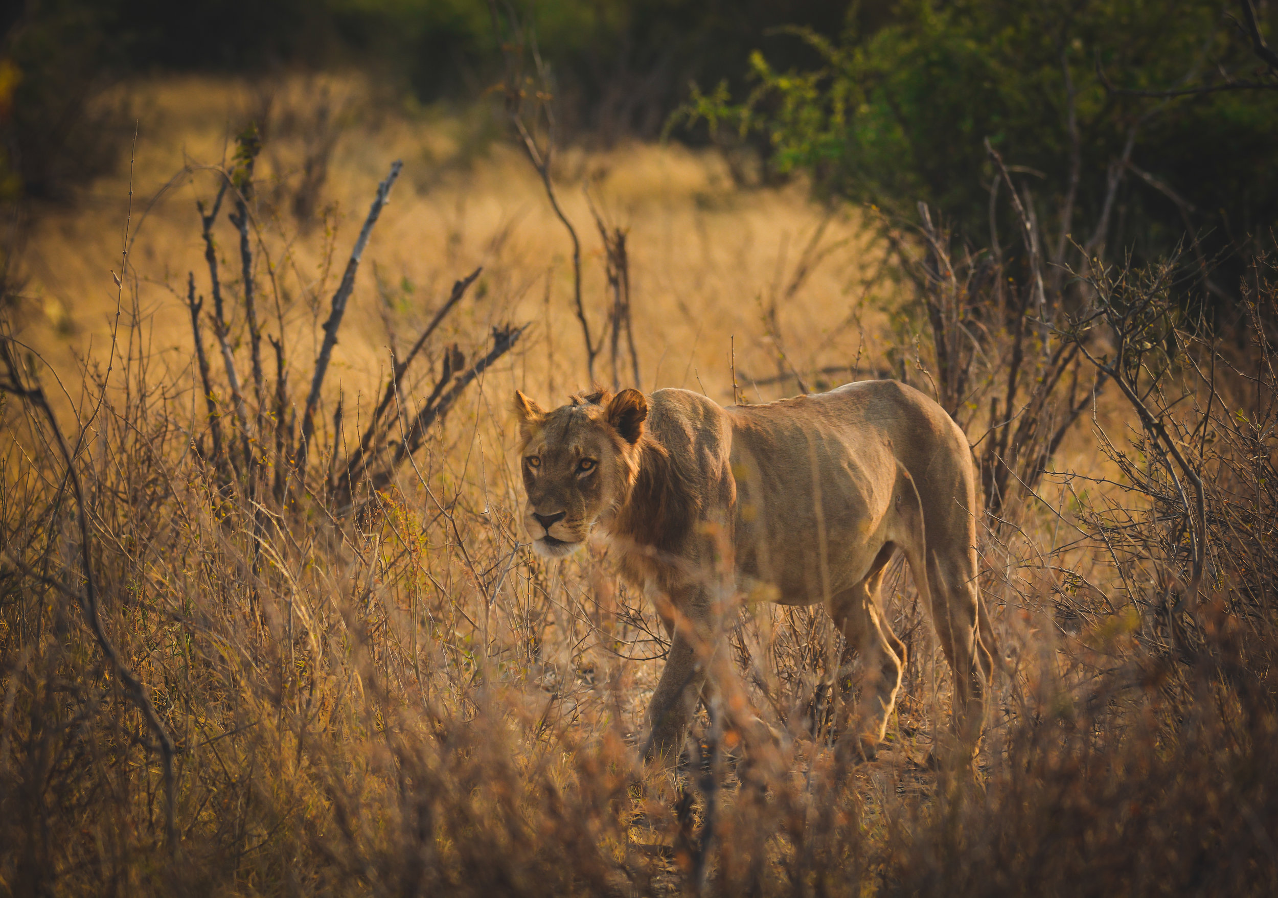 Edited lion.jpg