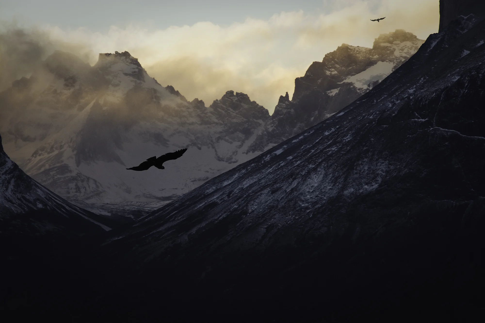 condors resized.jpg
