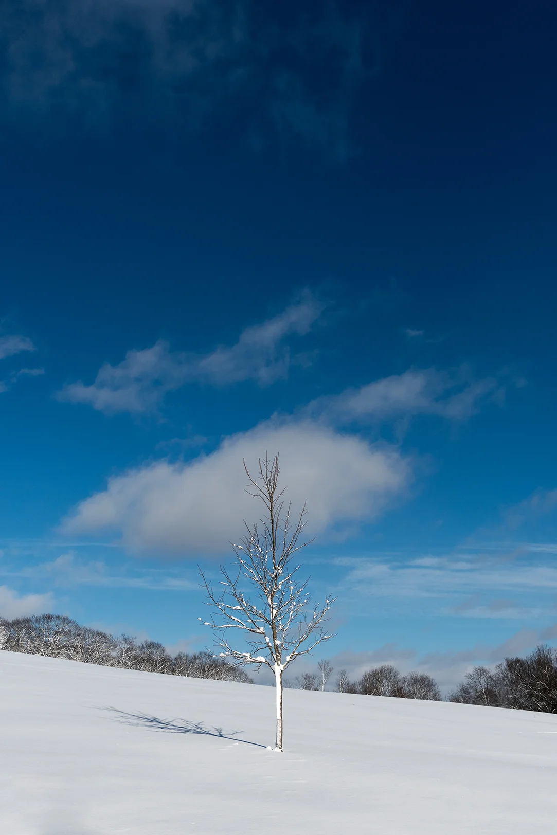 snowy tree.jpg