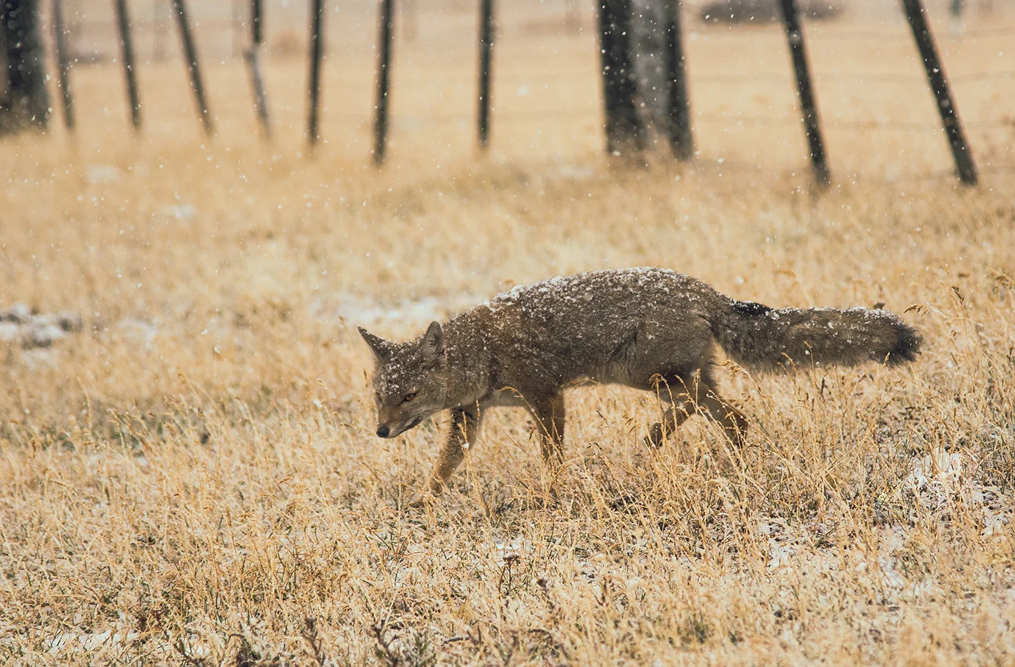 snowy fox resized.jpg
