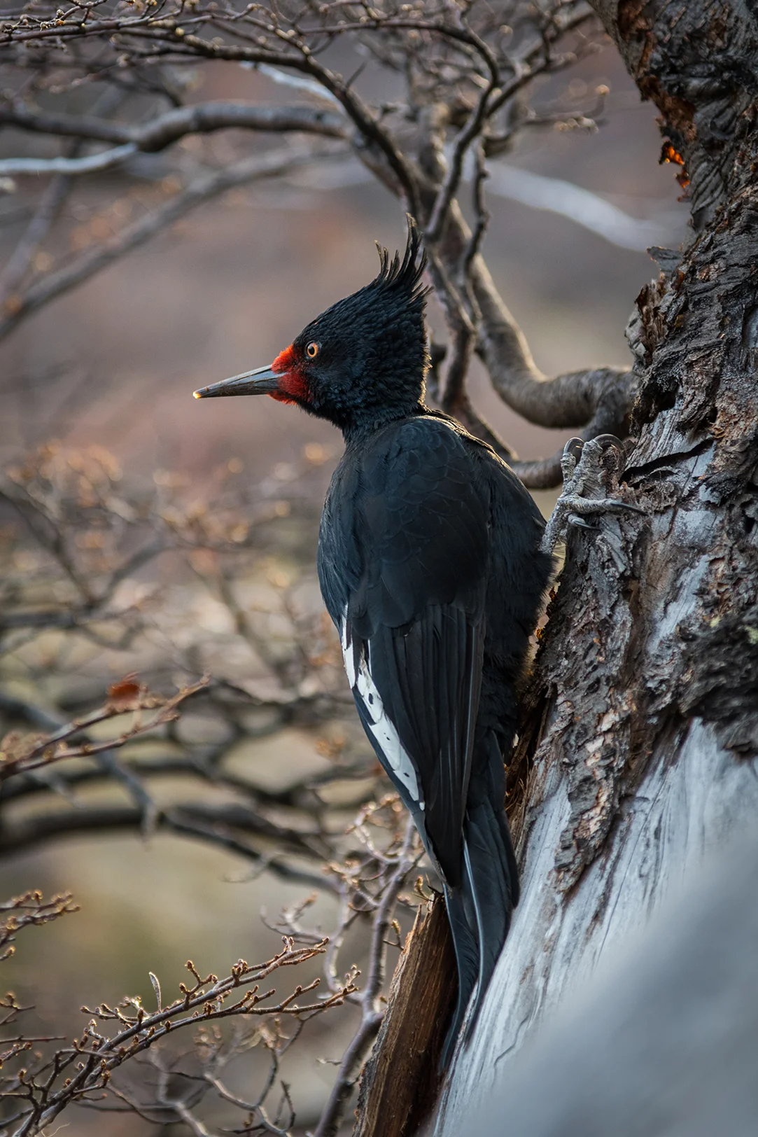 woodpecker patagonia resized.jpg