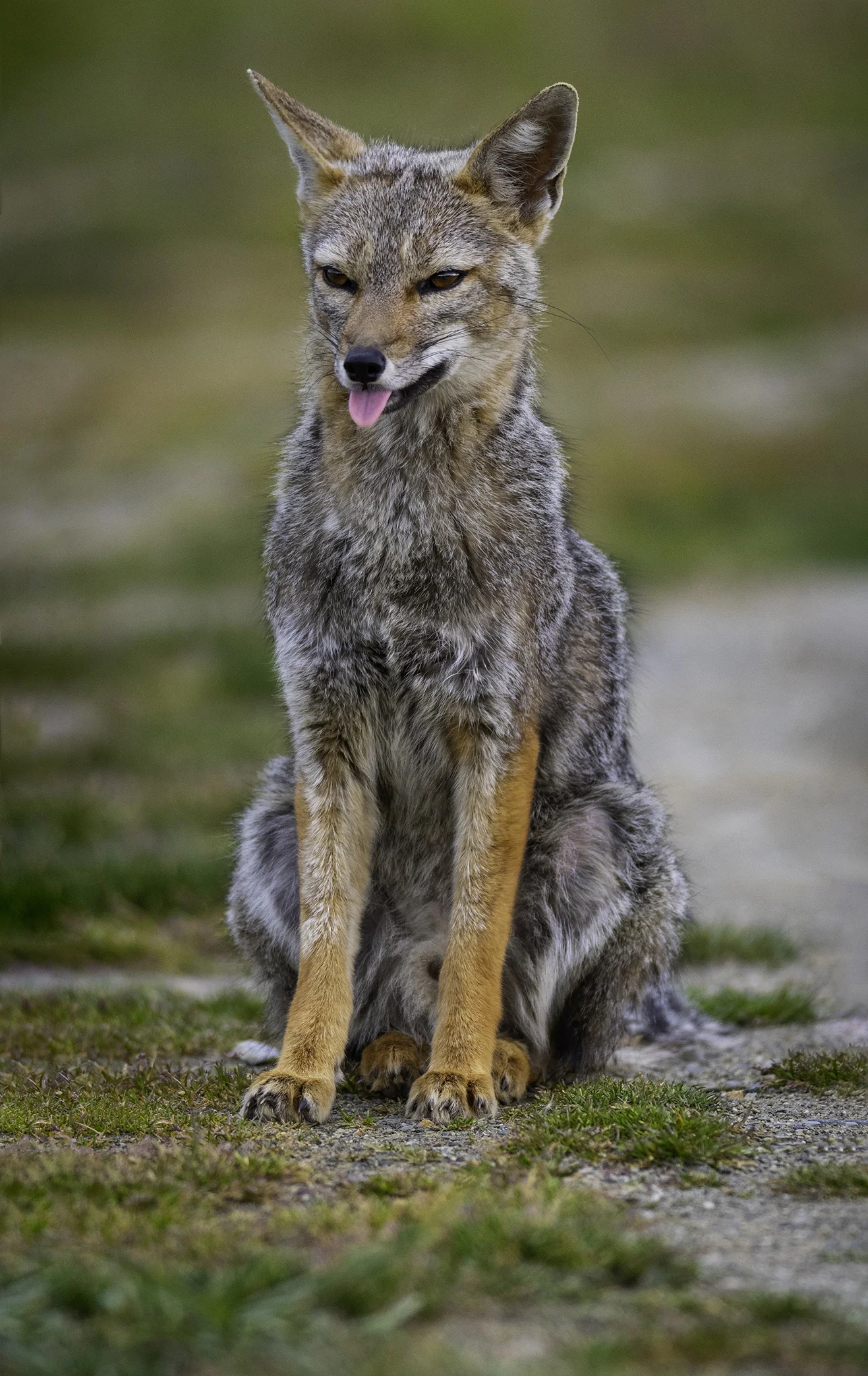 fox crop too verticle resized.jpg