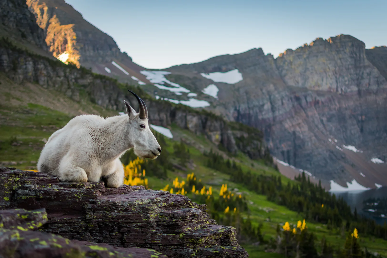 goat cliff resized.jpg