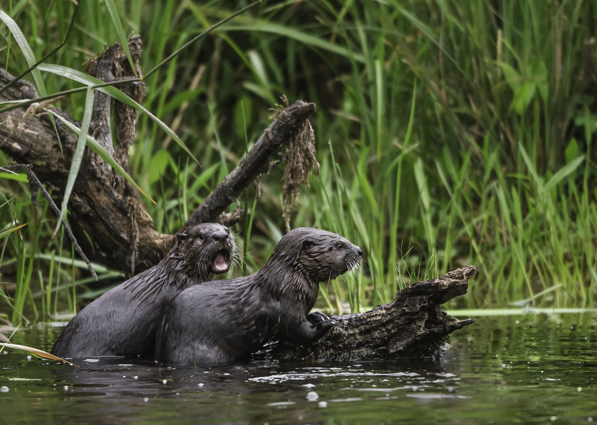 baby otters one chomp one looking up.jpg