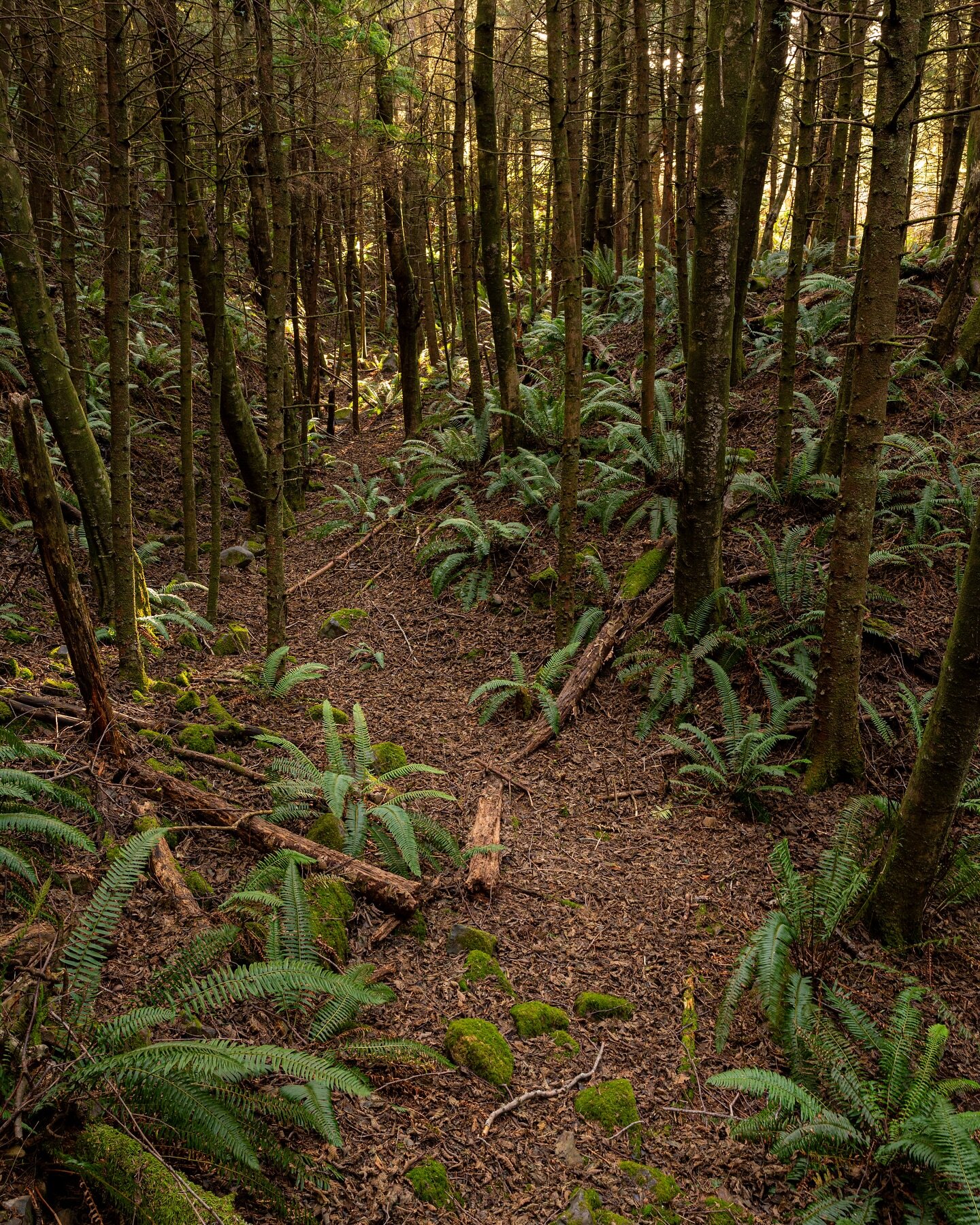 A relaxing forest scene on the northern coast of Oregon! From the December trip with @brianwlackey