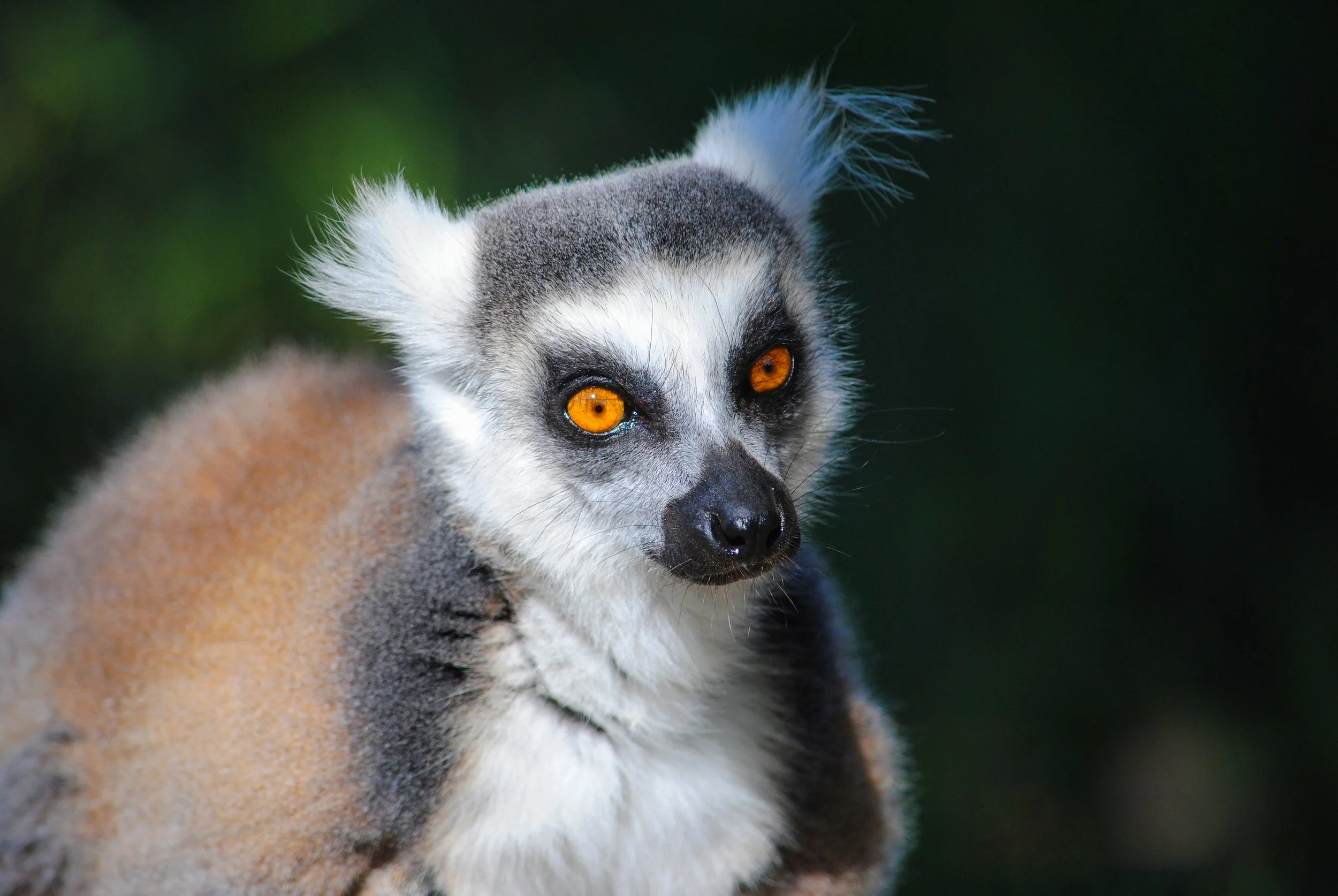 ringtail lemurs (6).jpg