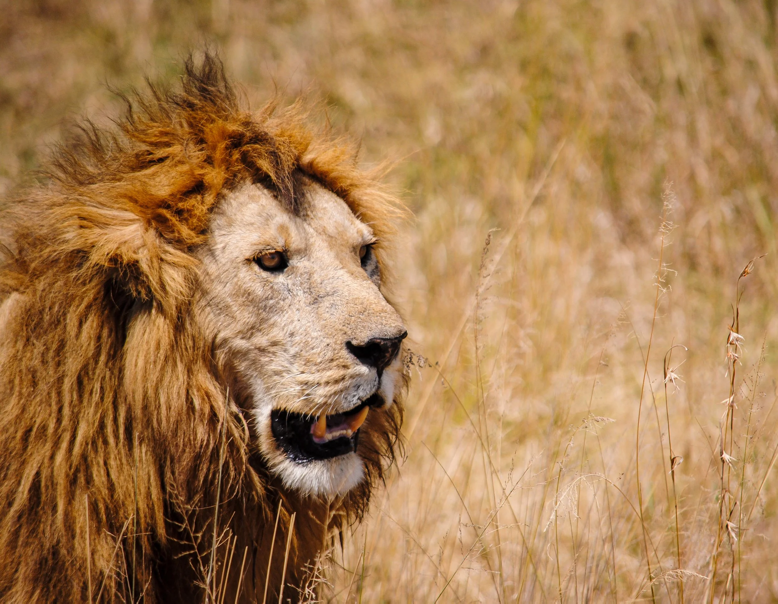 lion.jpg