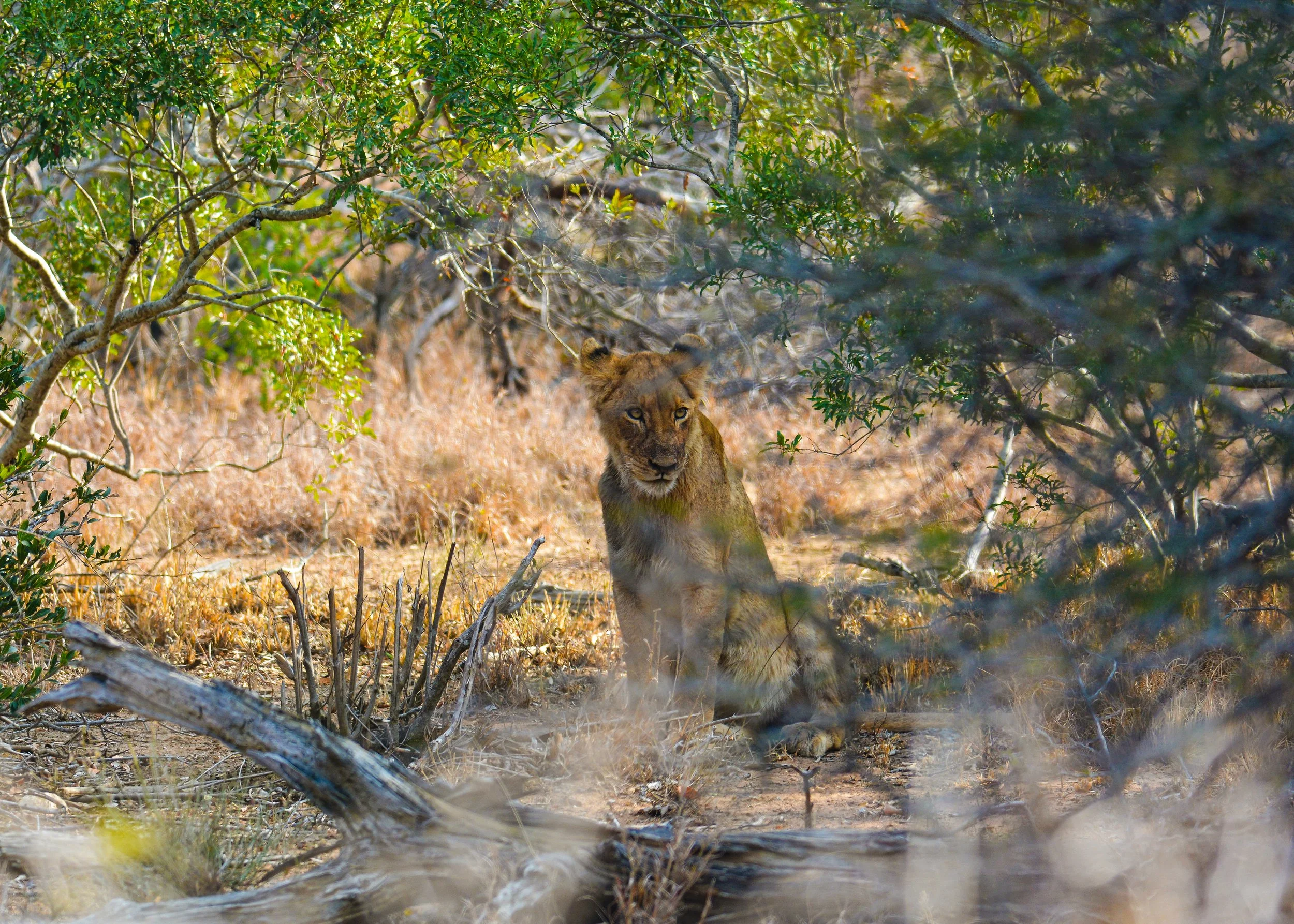female kruger 2.jpg